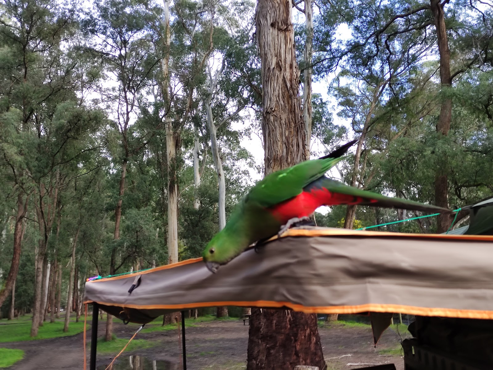 Running Creek Camping Reserve 9