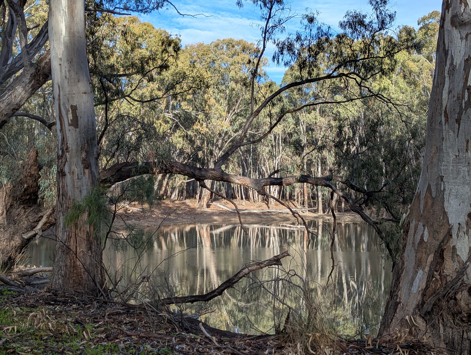 Gunbower Forest 2