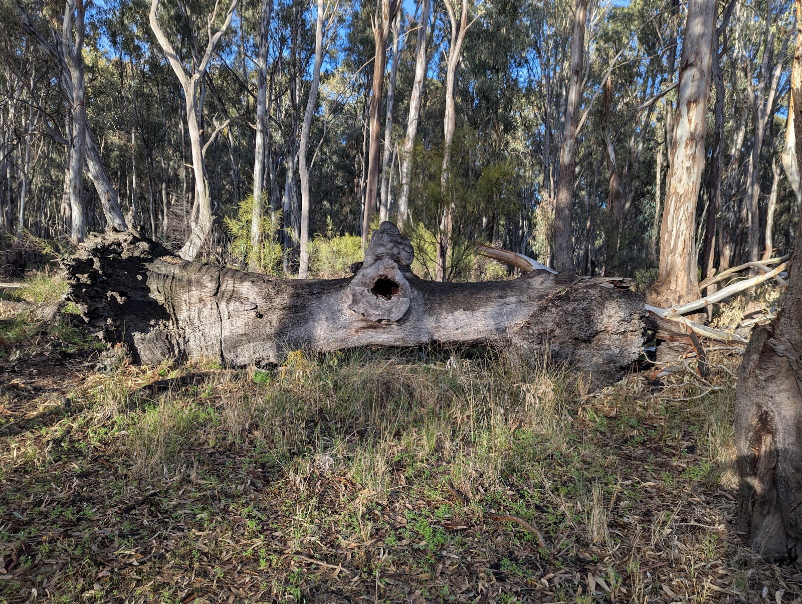 Gunbower Forest 3