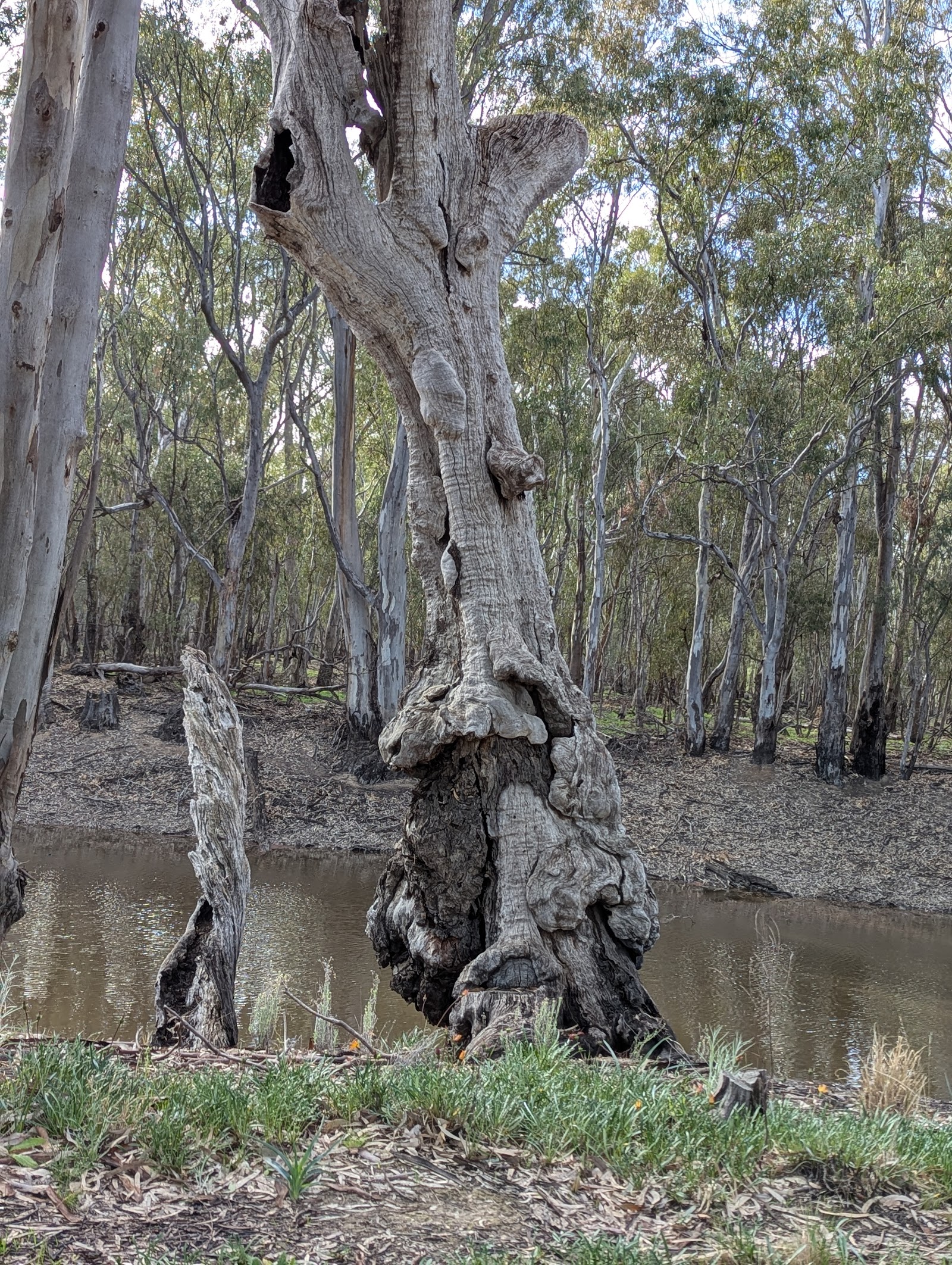 Gunbower Forest 9