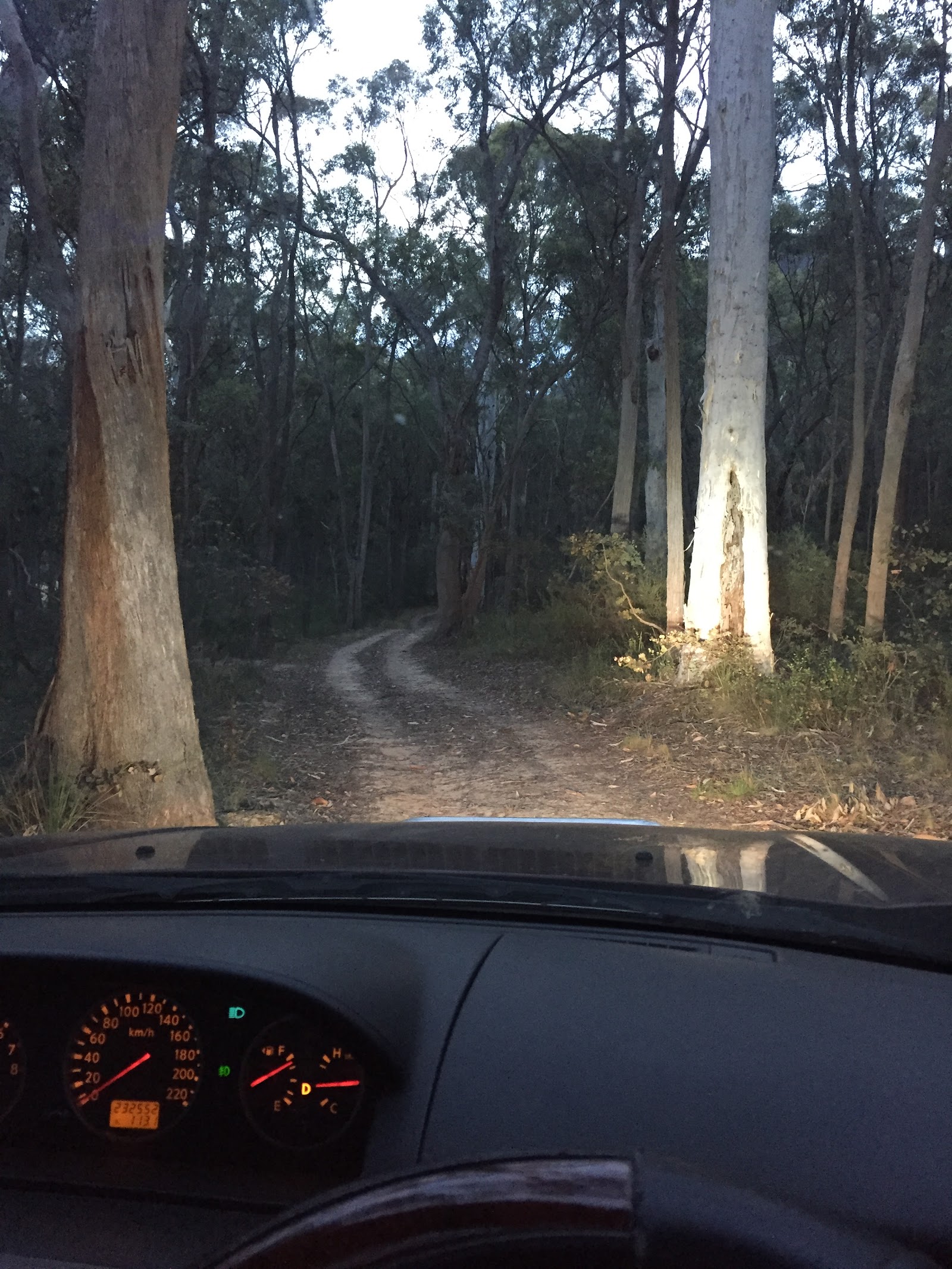 Blue Gum Campground 8