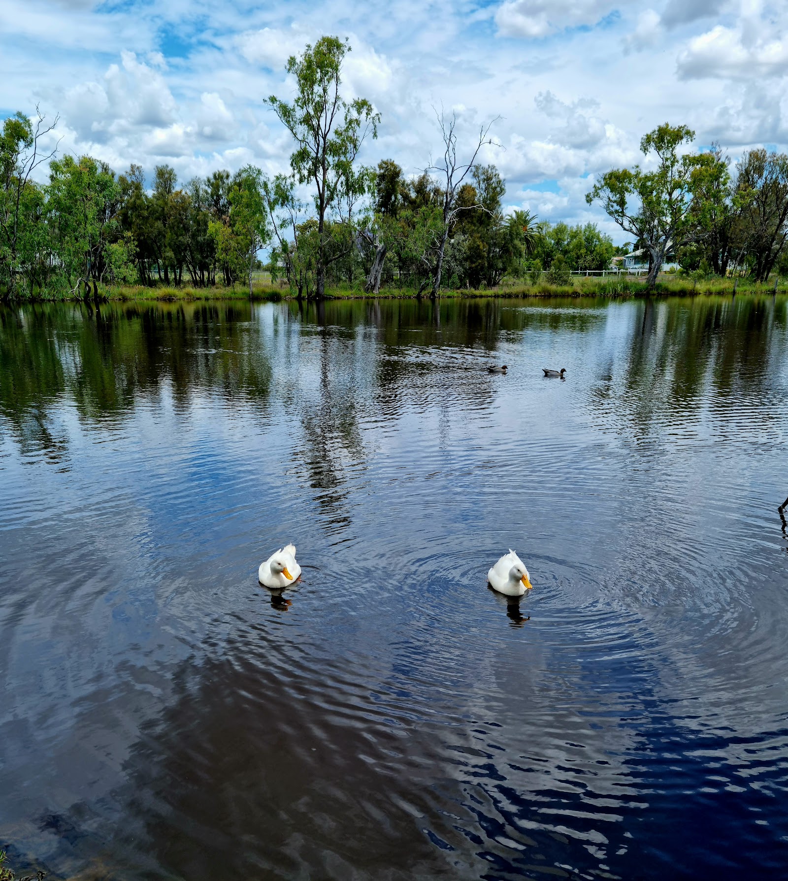 Yelarbon Lagoon 2