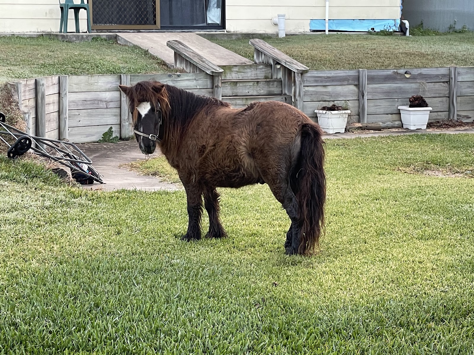 CLOSED UNTIL FURTHER NOTICE Shiralee Clydesdales and Farm Stay 2