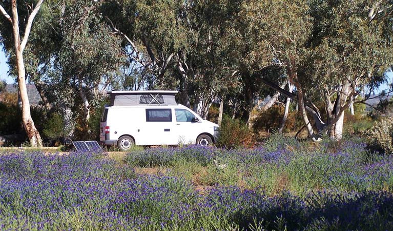 Homestead Creek Campground 2