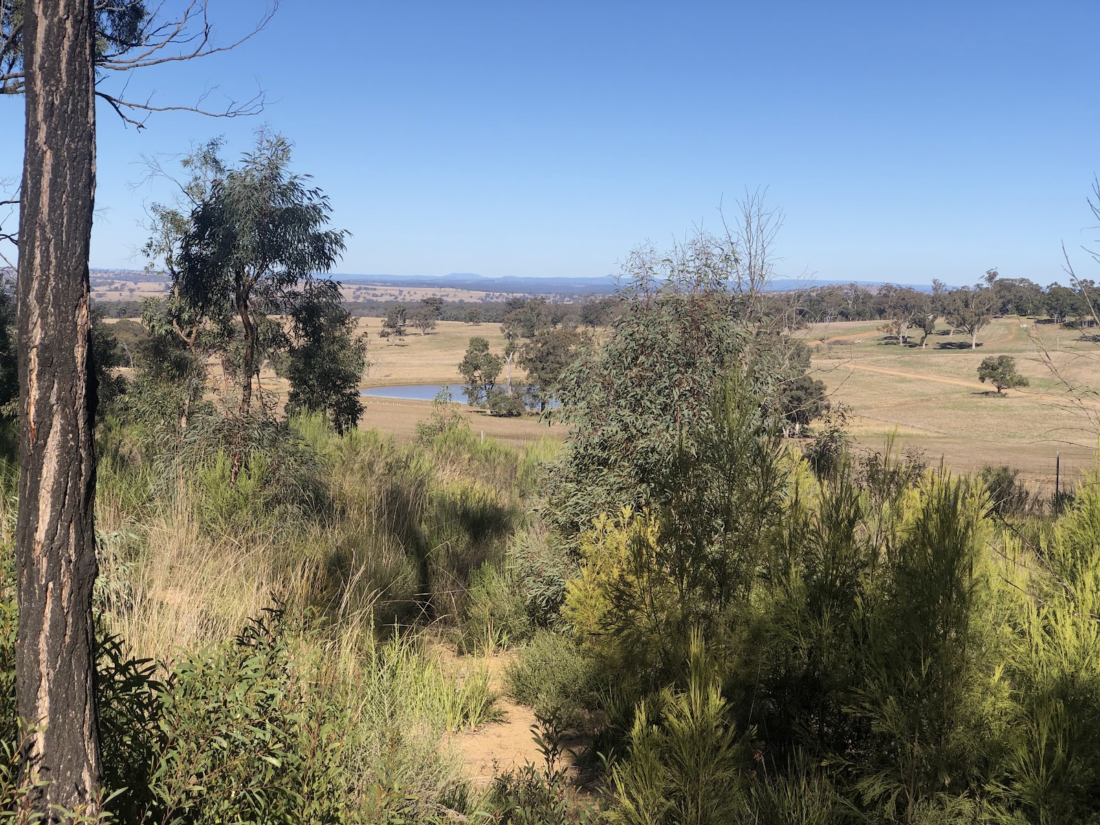 Cassilis Park Rest Area 2