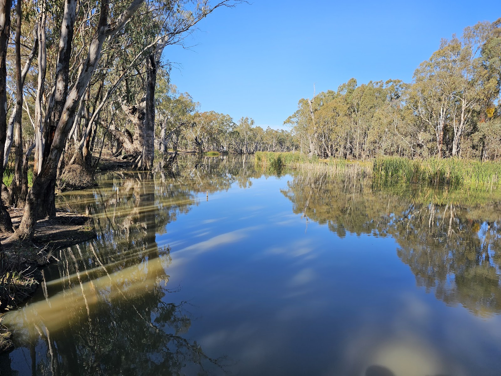 Barmah National Park 2