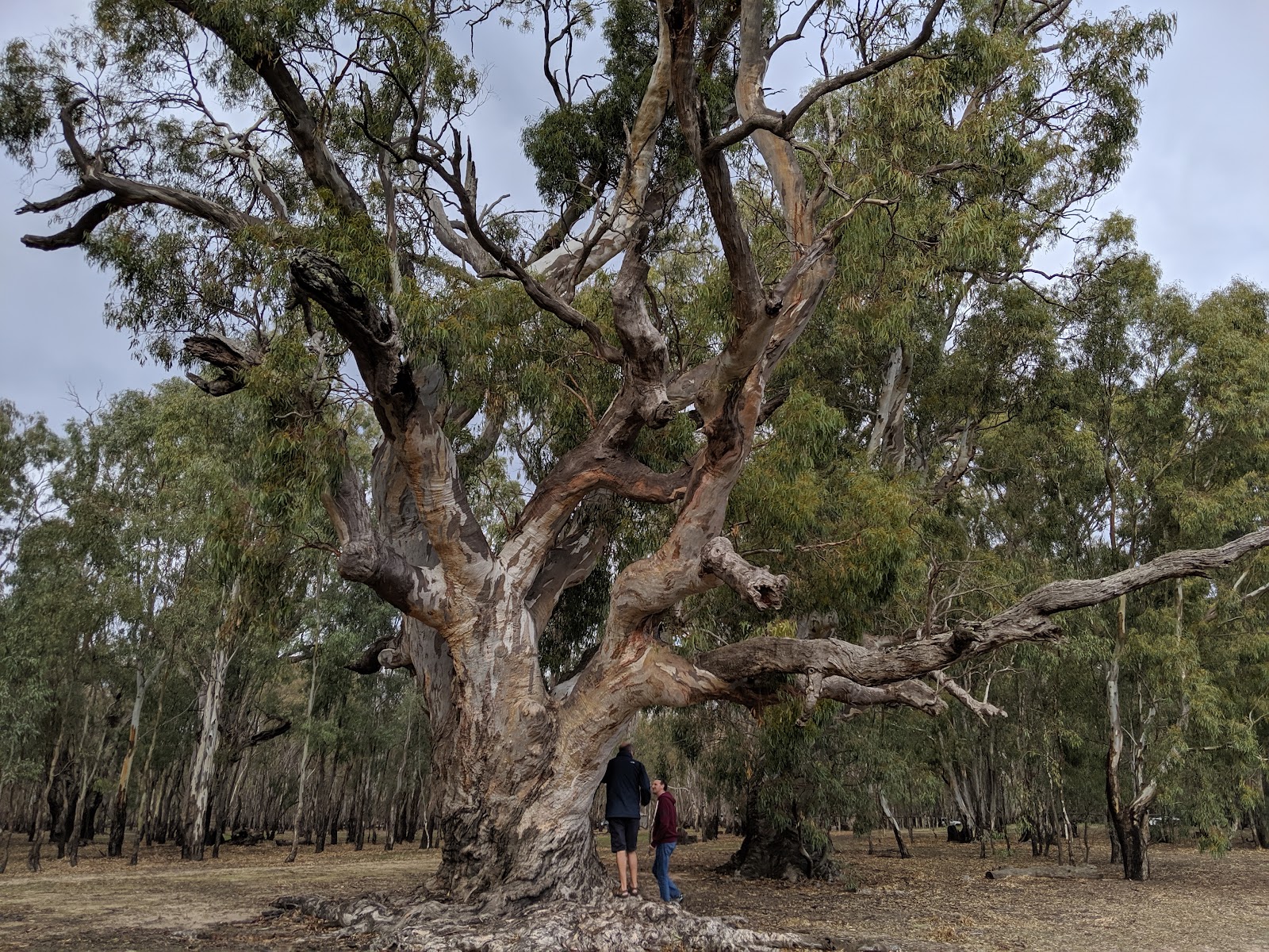 Barmah National Park 4
