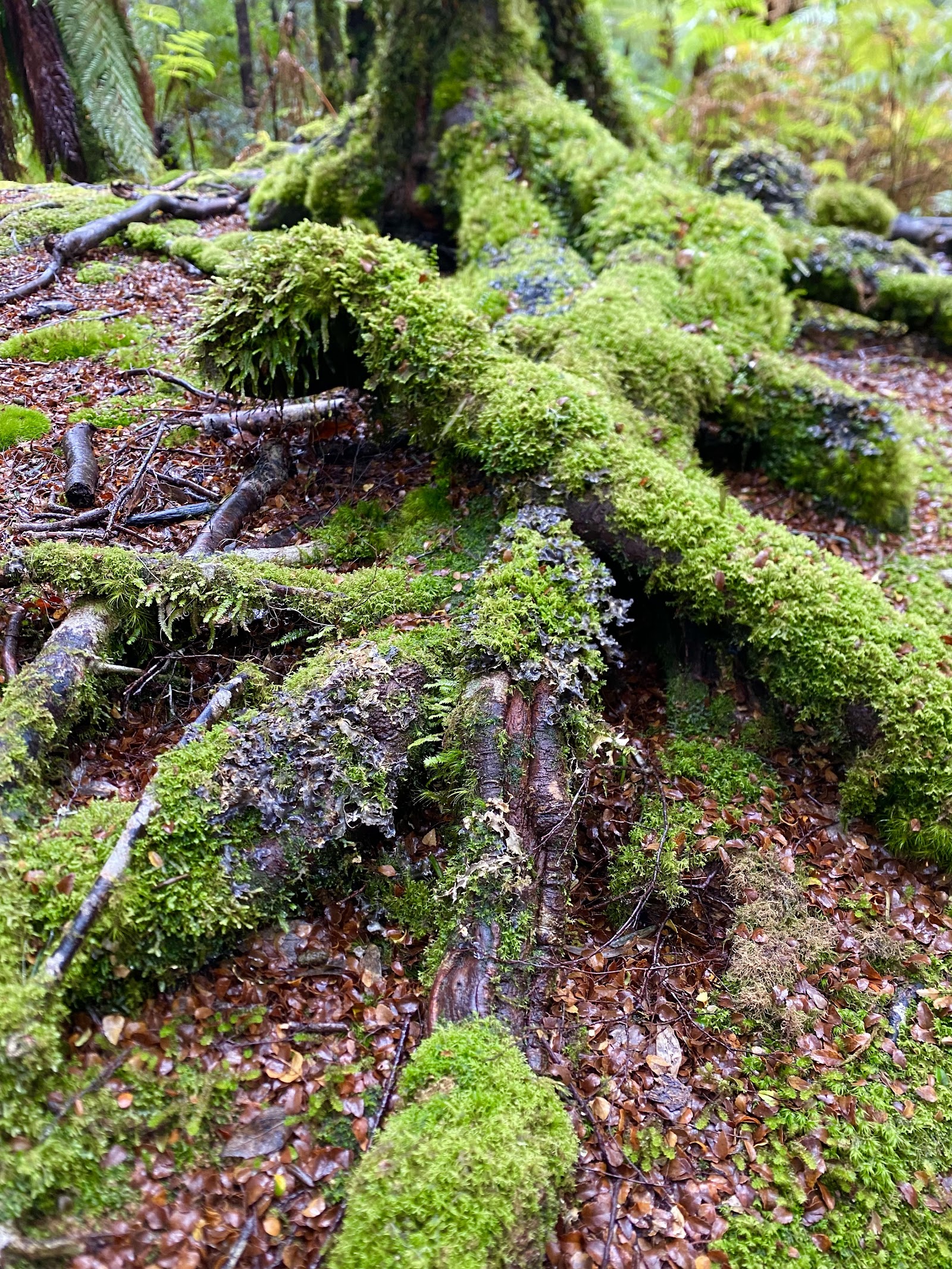 Julius River Forest Reserve 2