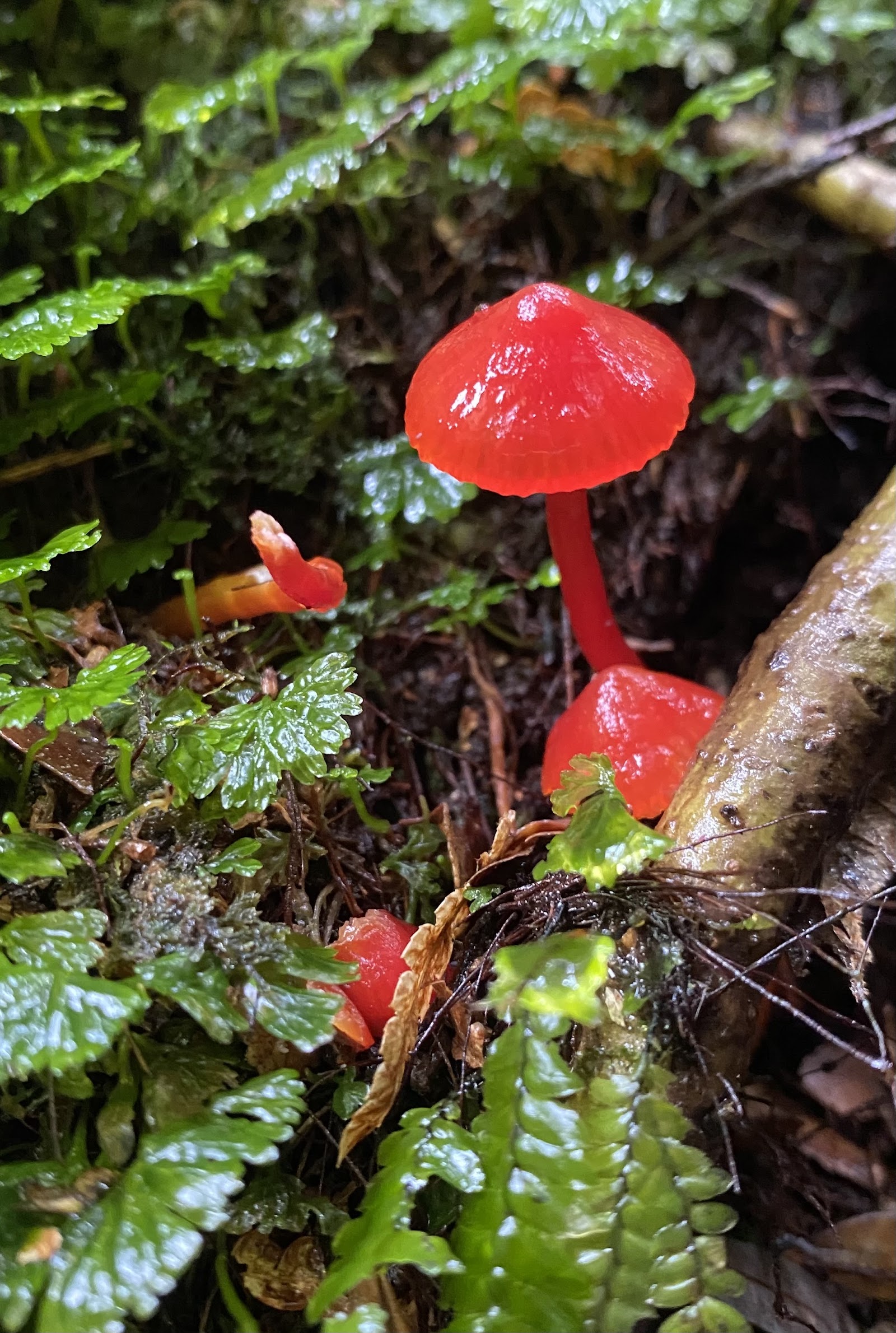 Julius River Forest Reserve 3