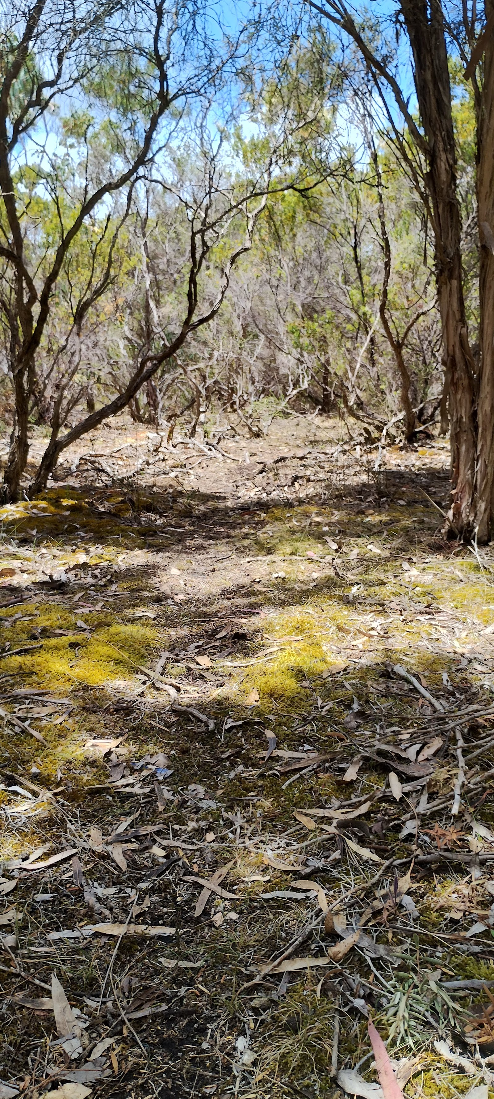 Mount Scott Conservation Park 6