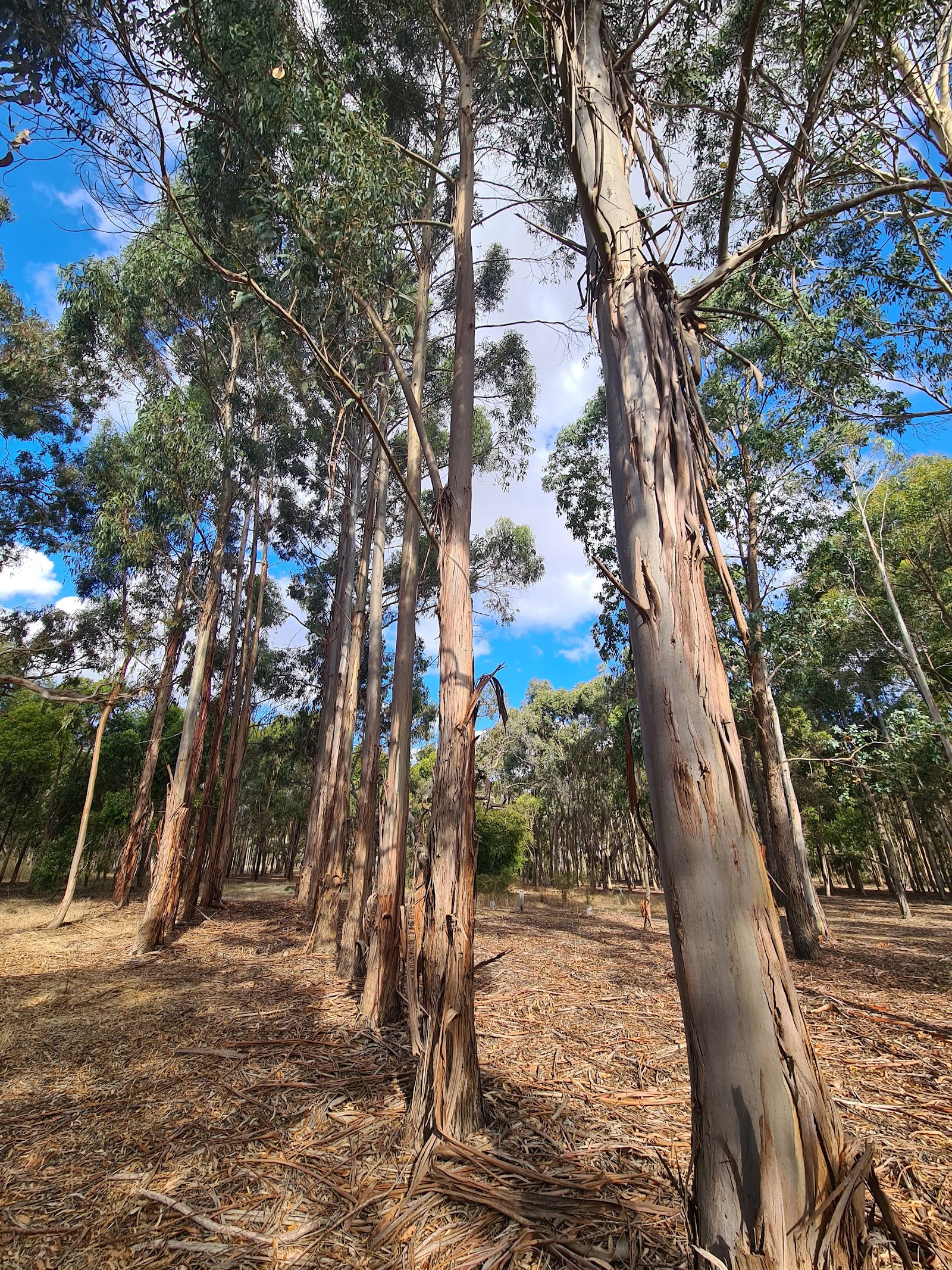 Greenrise Recreational Reserve 2