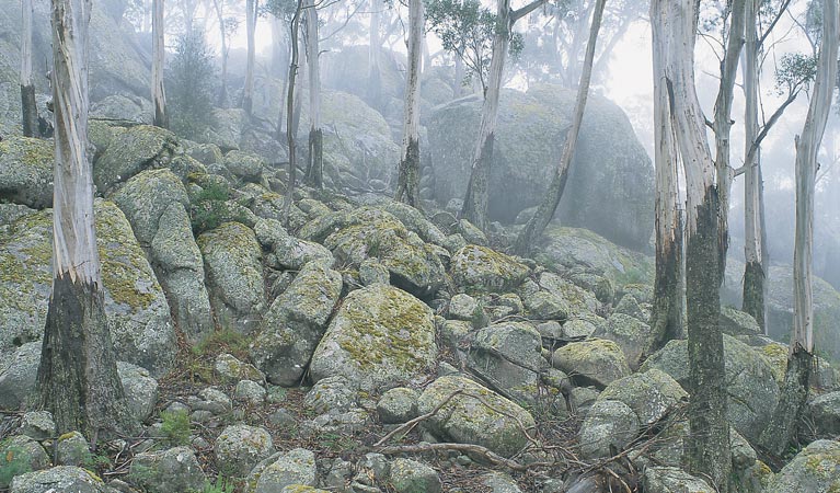 Waratah Gully campground 3