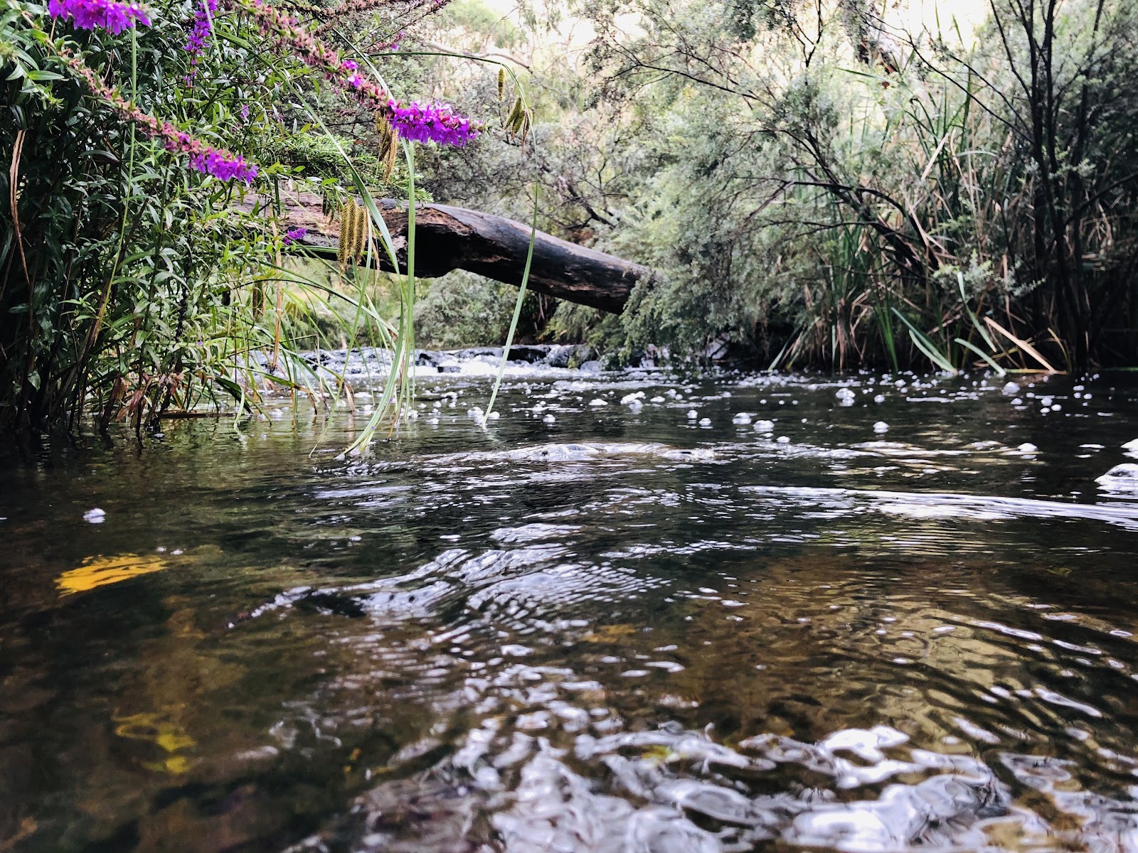 Hunts Bridge Camping Area 3