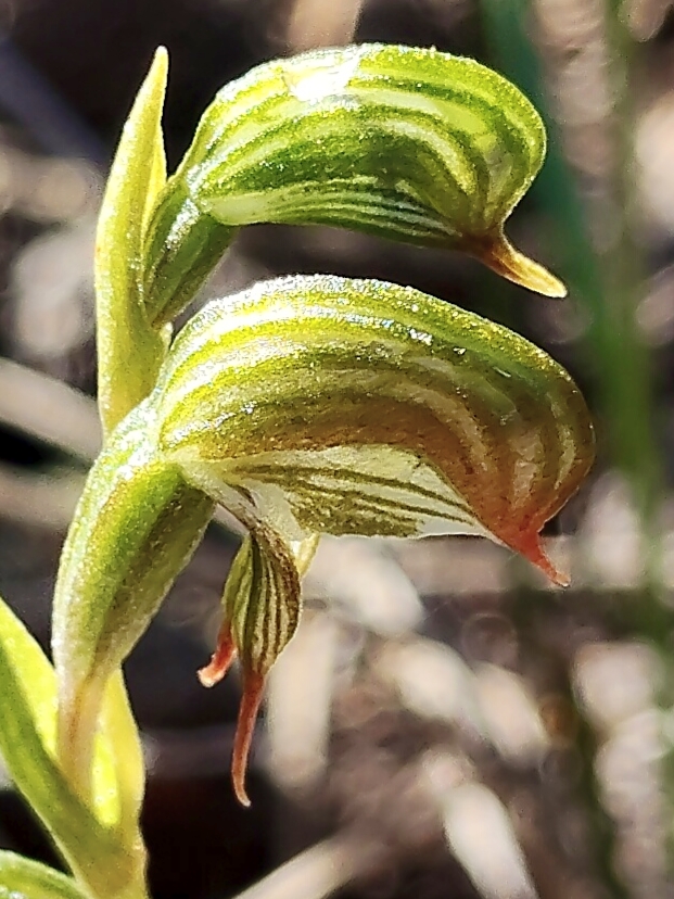 Farrar Nature Reserve 2
