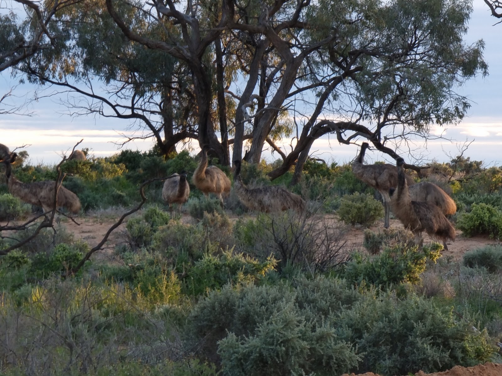 Emu Lake Campground 3