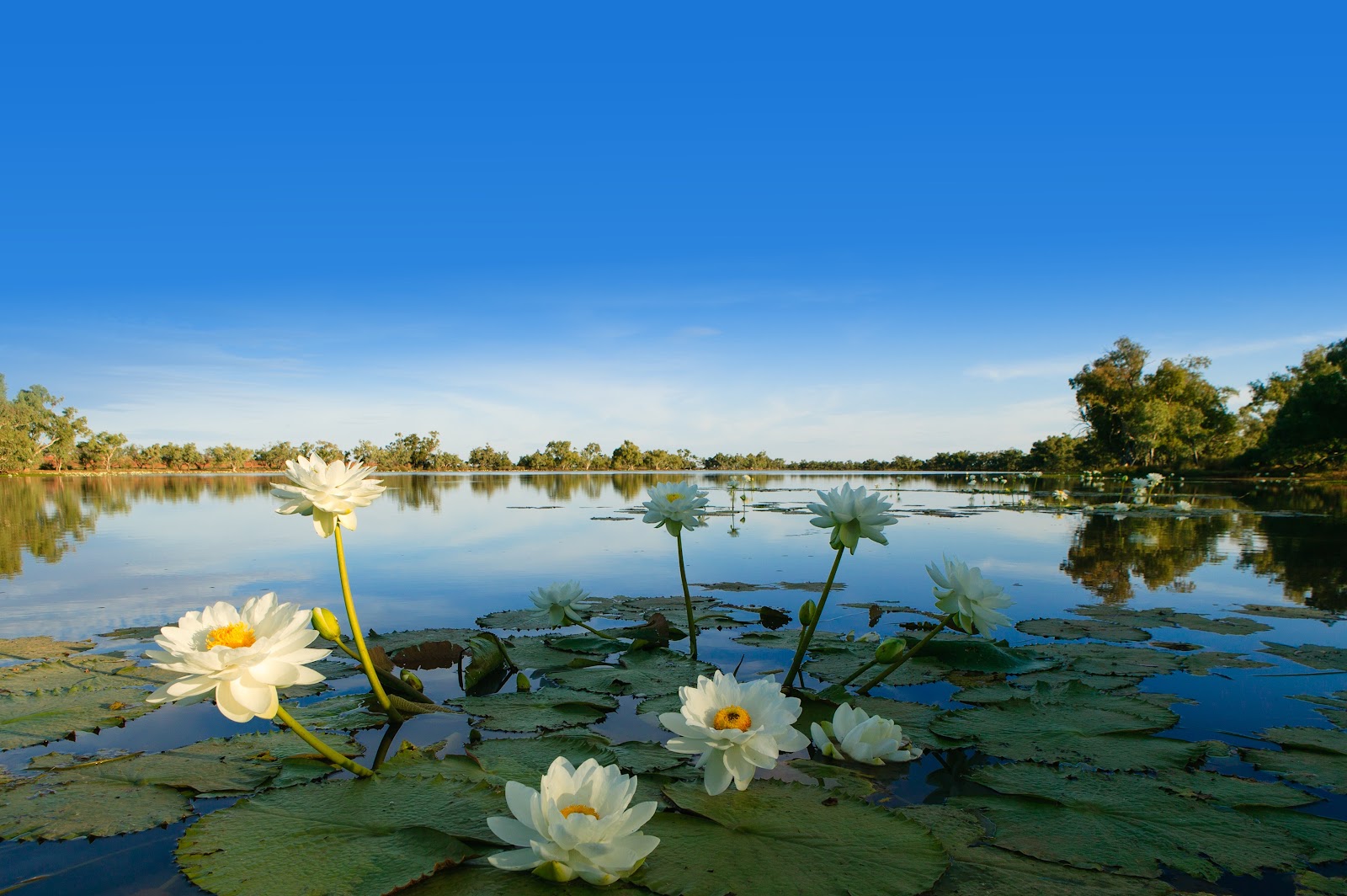 The Lake 4