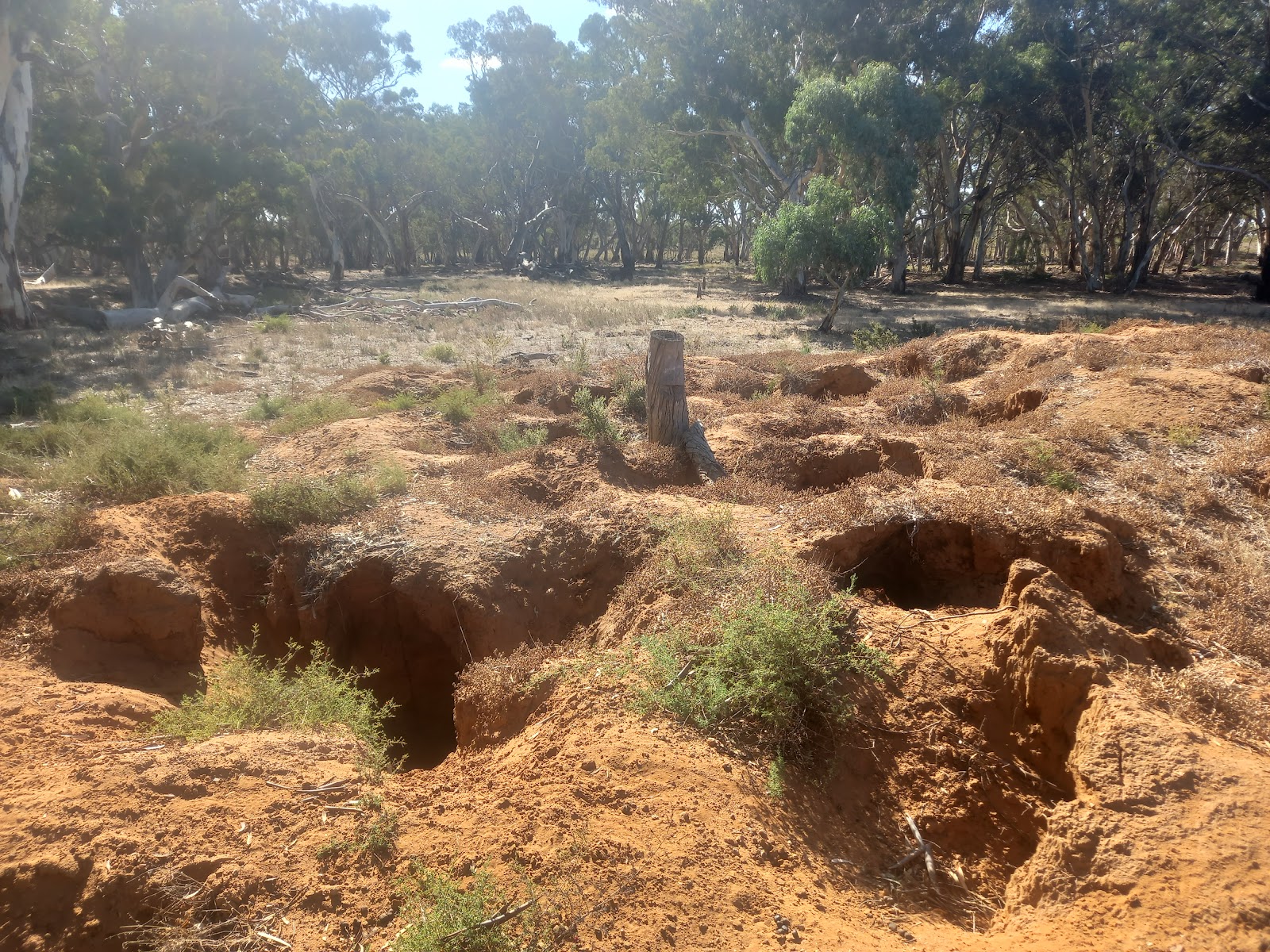 Marne Valley Conservation Park 2