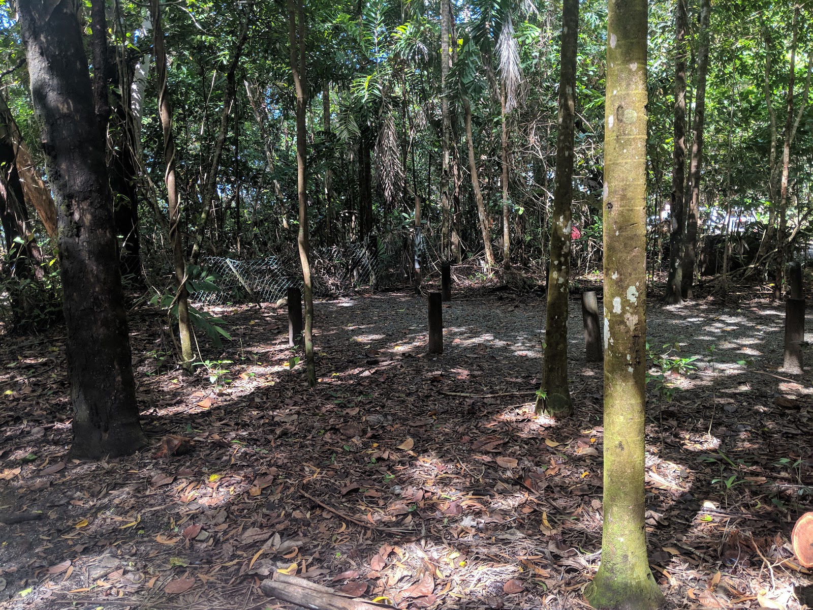 Noah Beach camping area, Daintree National Park 4