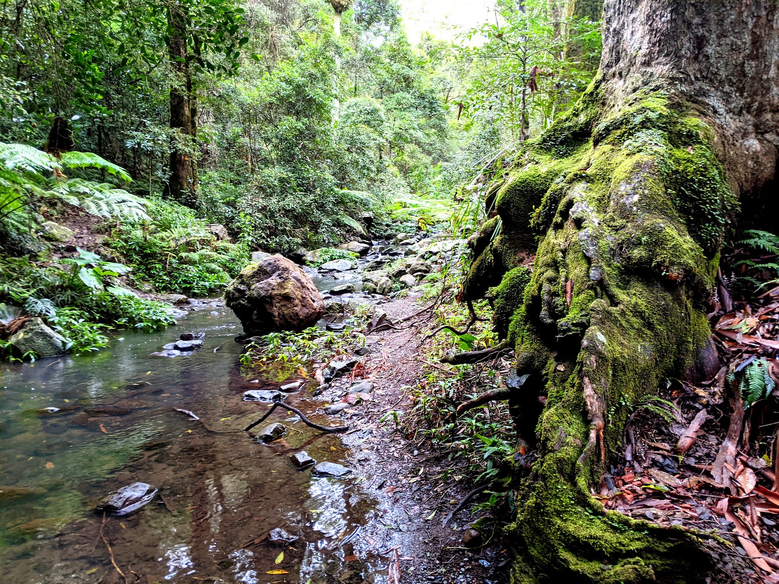 Main Range National Park, Goomburra Section 3