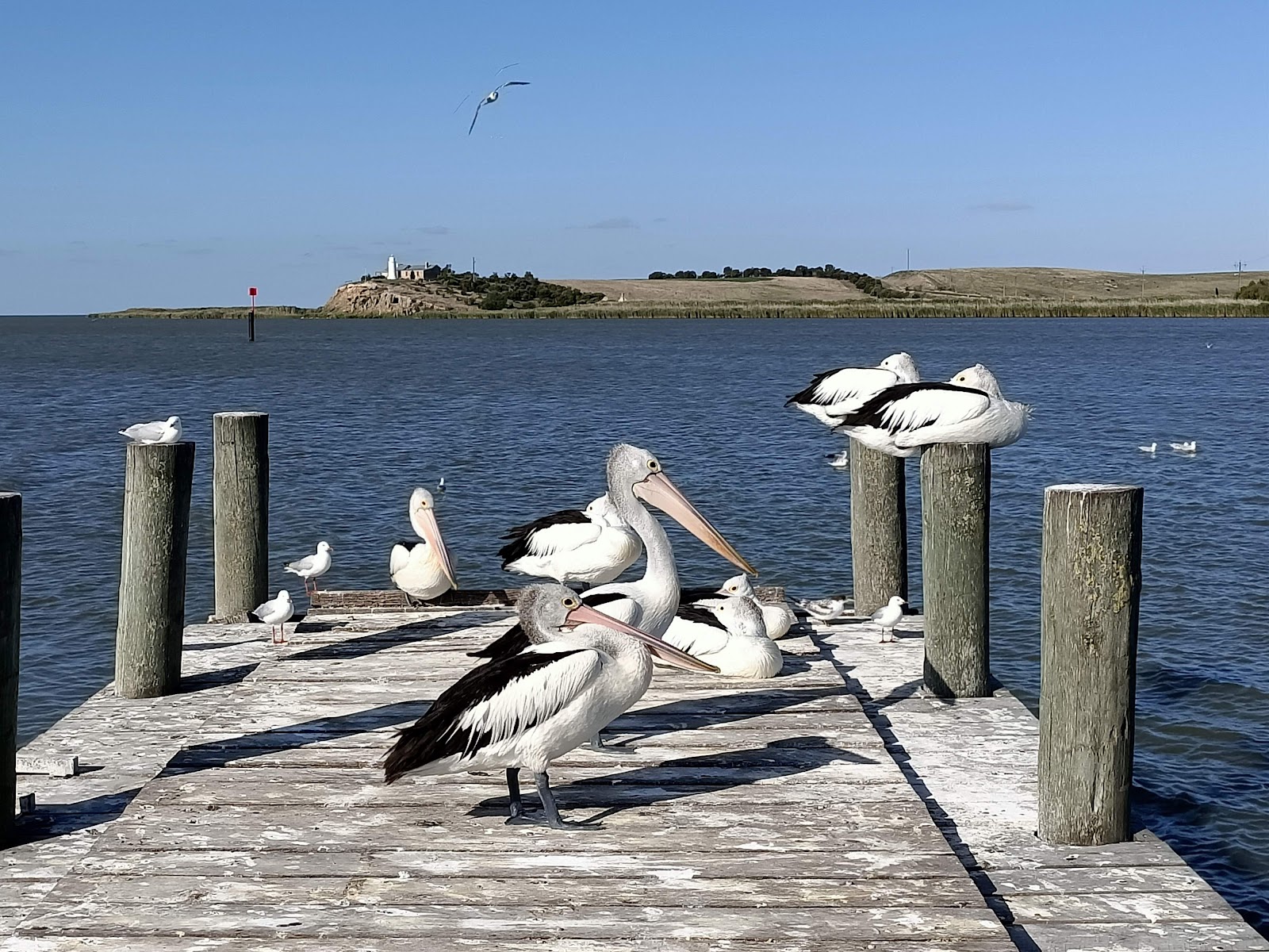 Narrung Jetty Reserve 2