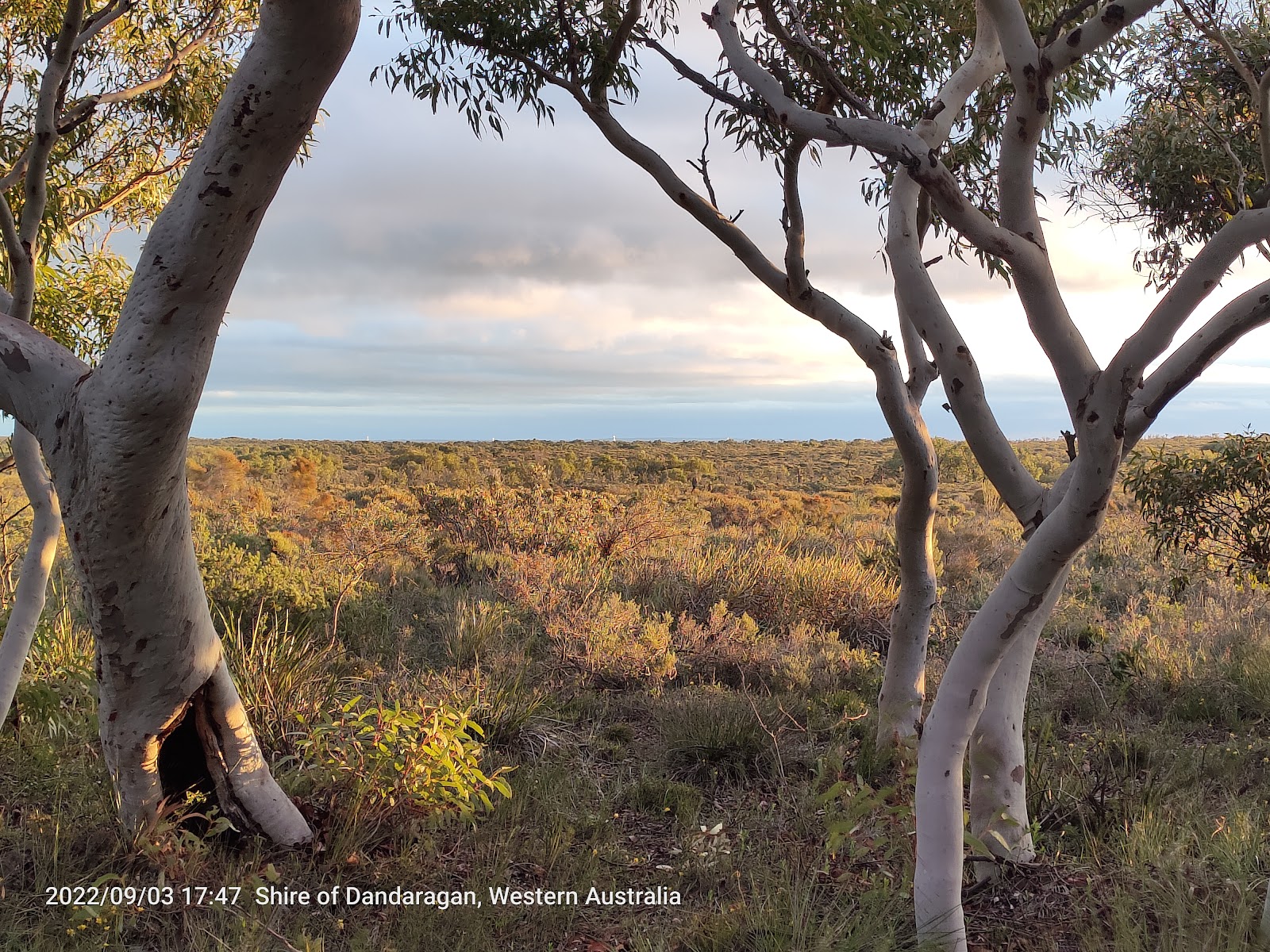 Drummonds Reserve 5