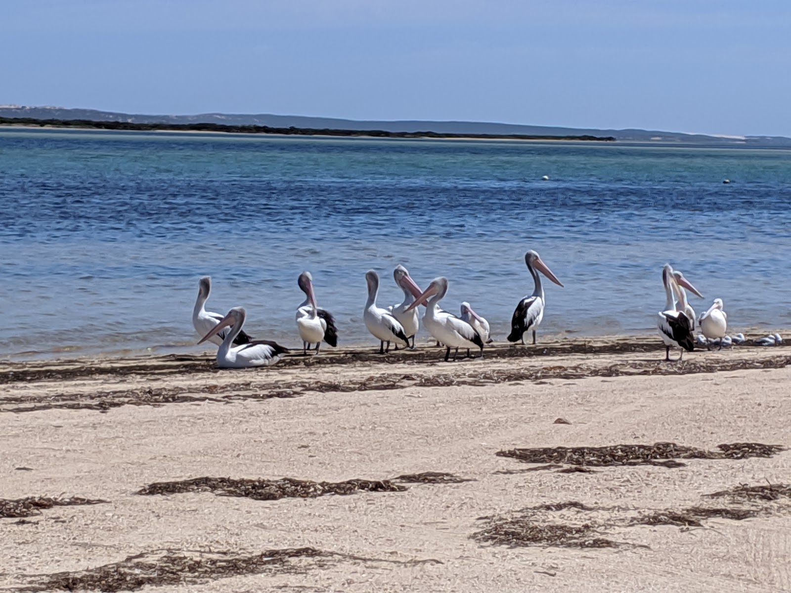 Baird Bay 2
