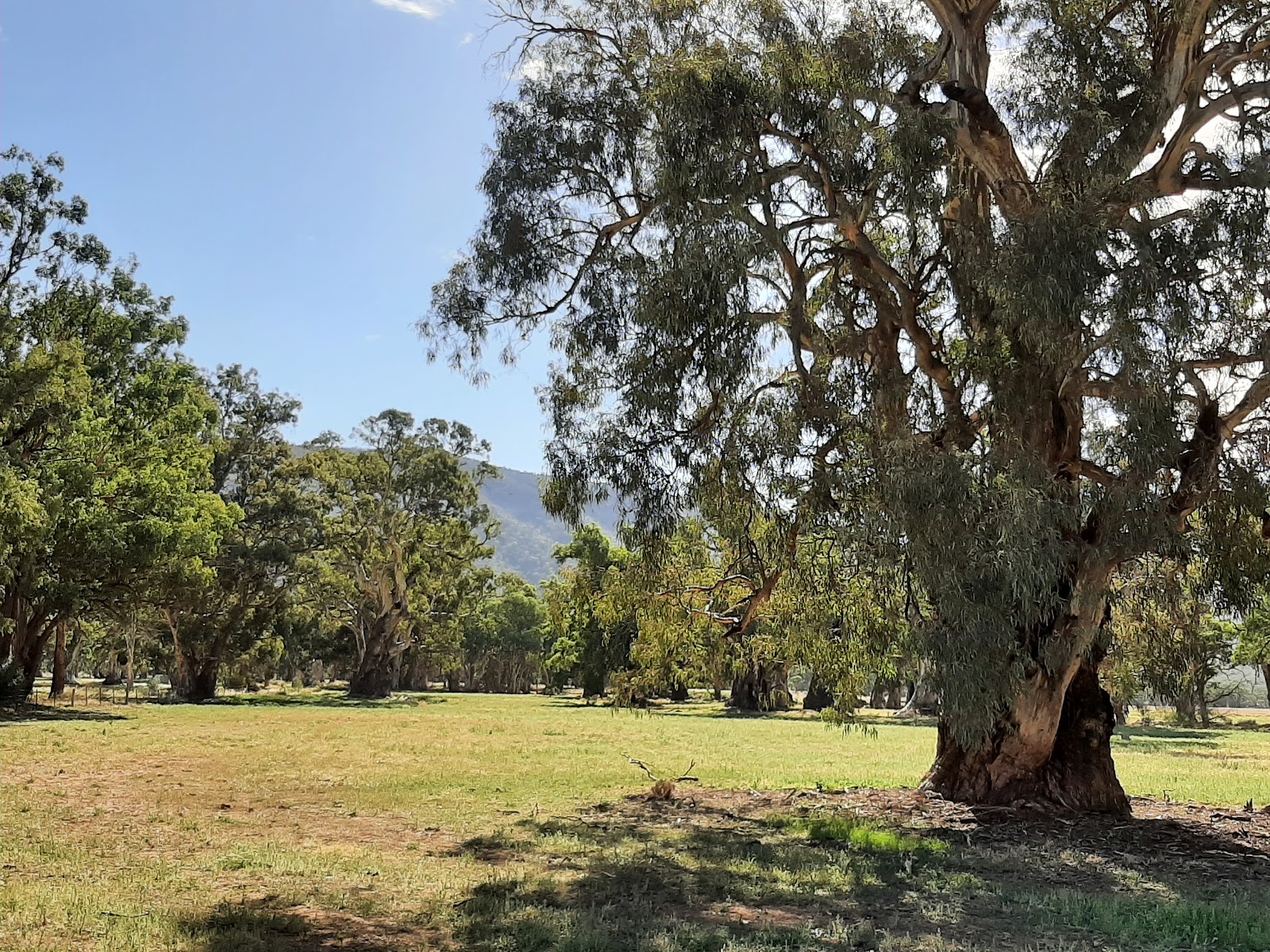 Mawson Trail Network: Melrose MTB Trails: Showgrounds D Park 3