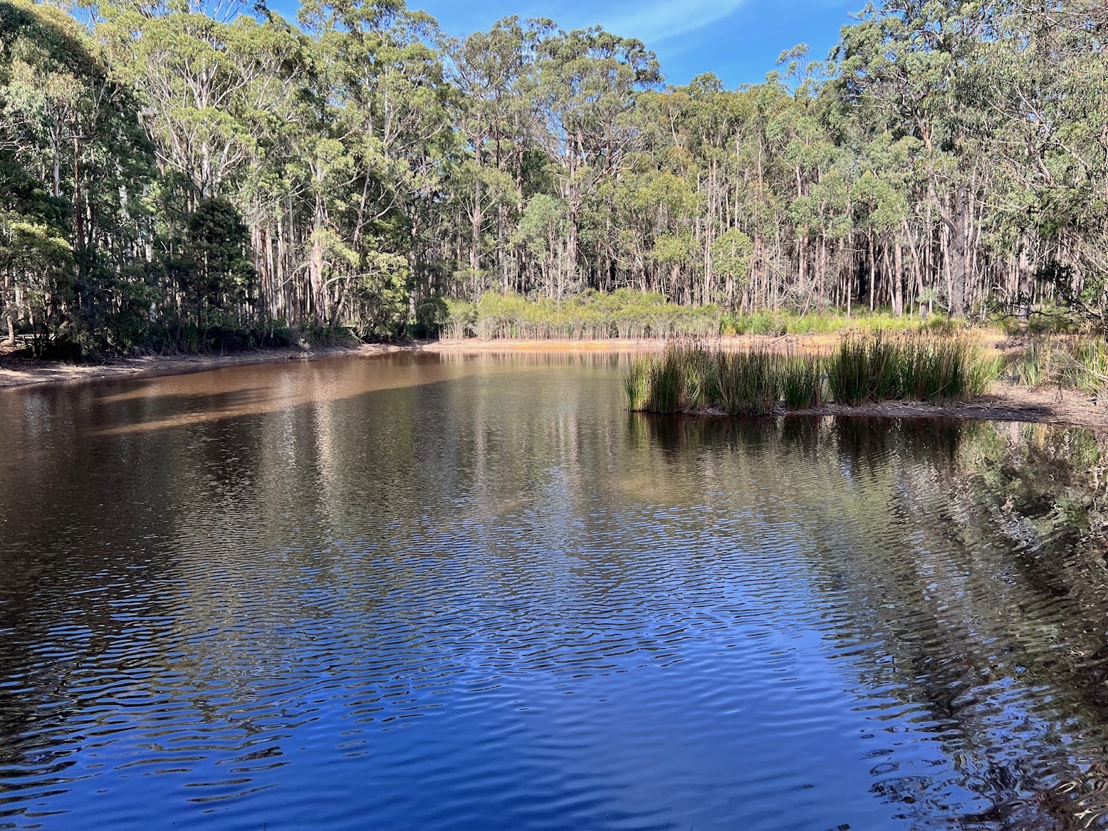 Firth Park Campground - Wombat SF 2