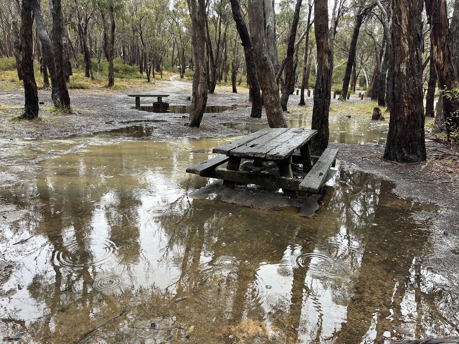 Boar Gully Campground (Parks Victoria) 3