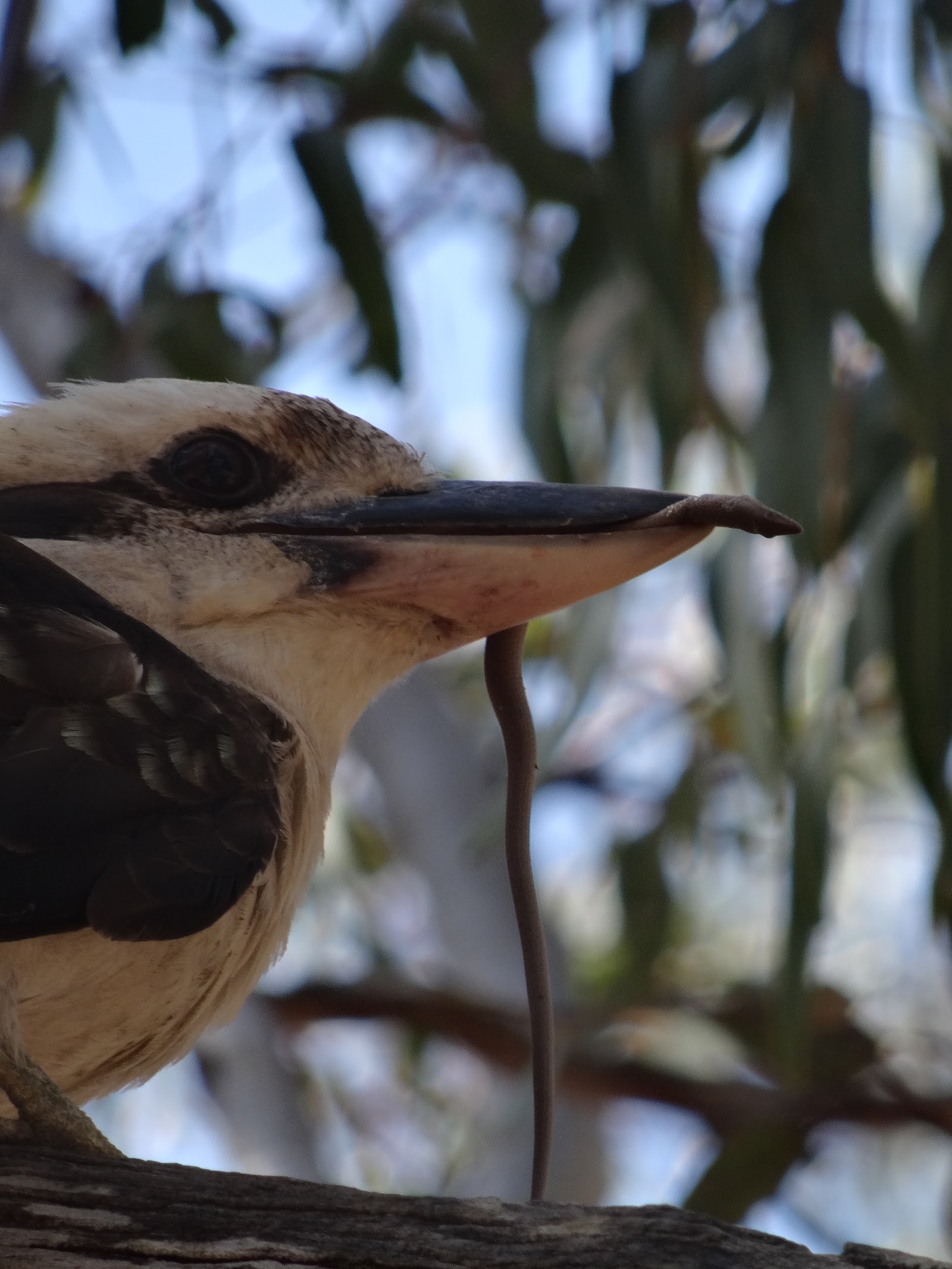 Wandoo Reserve 4