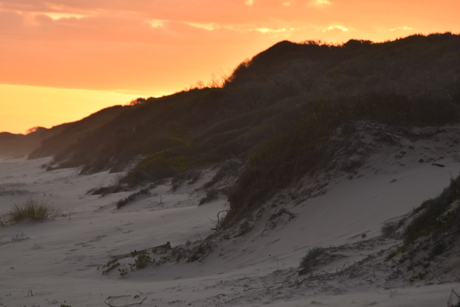 Pettmans Beach Camping Area 2
