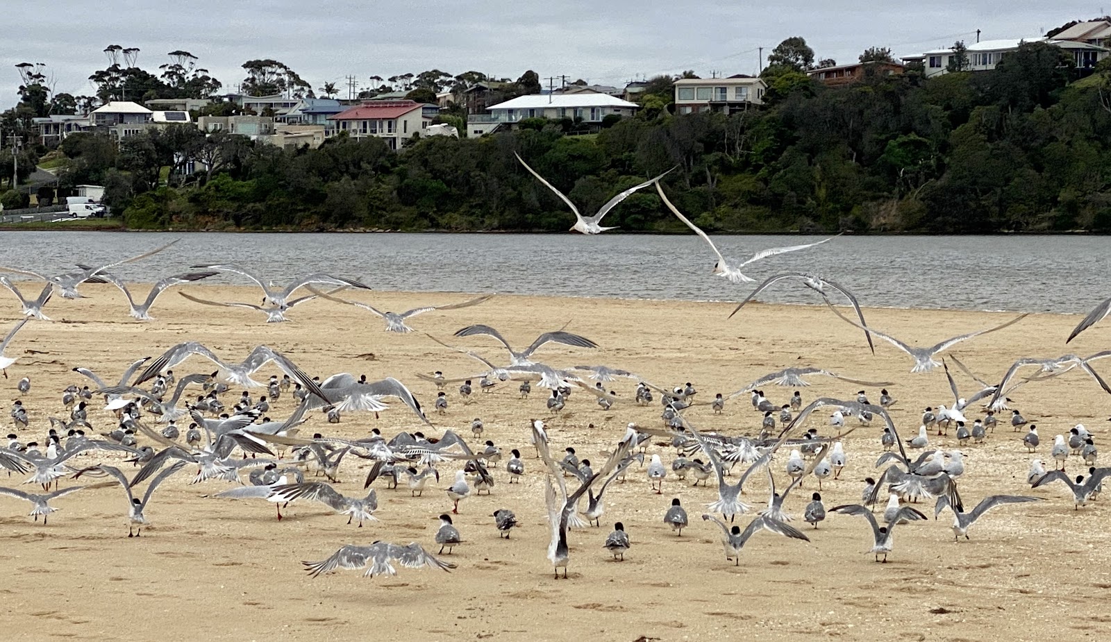 Pettmans Beach Camping Area 3