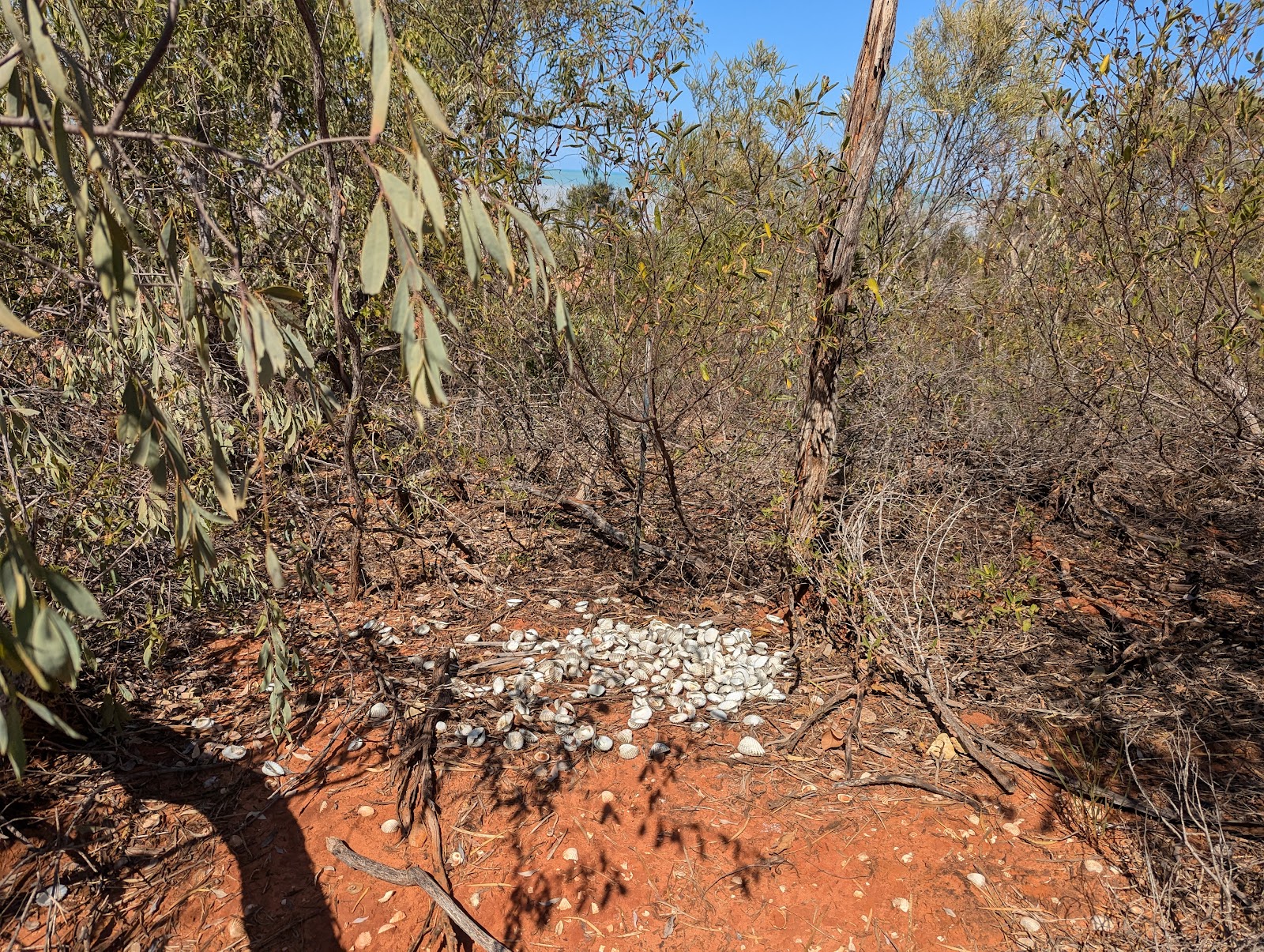 Broome Bird Observatory 2