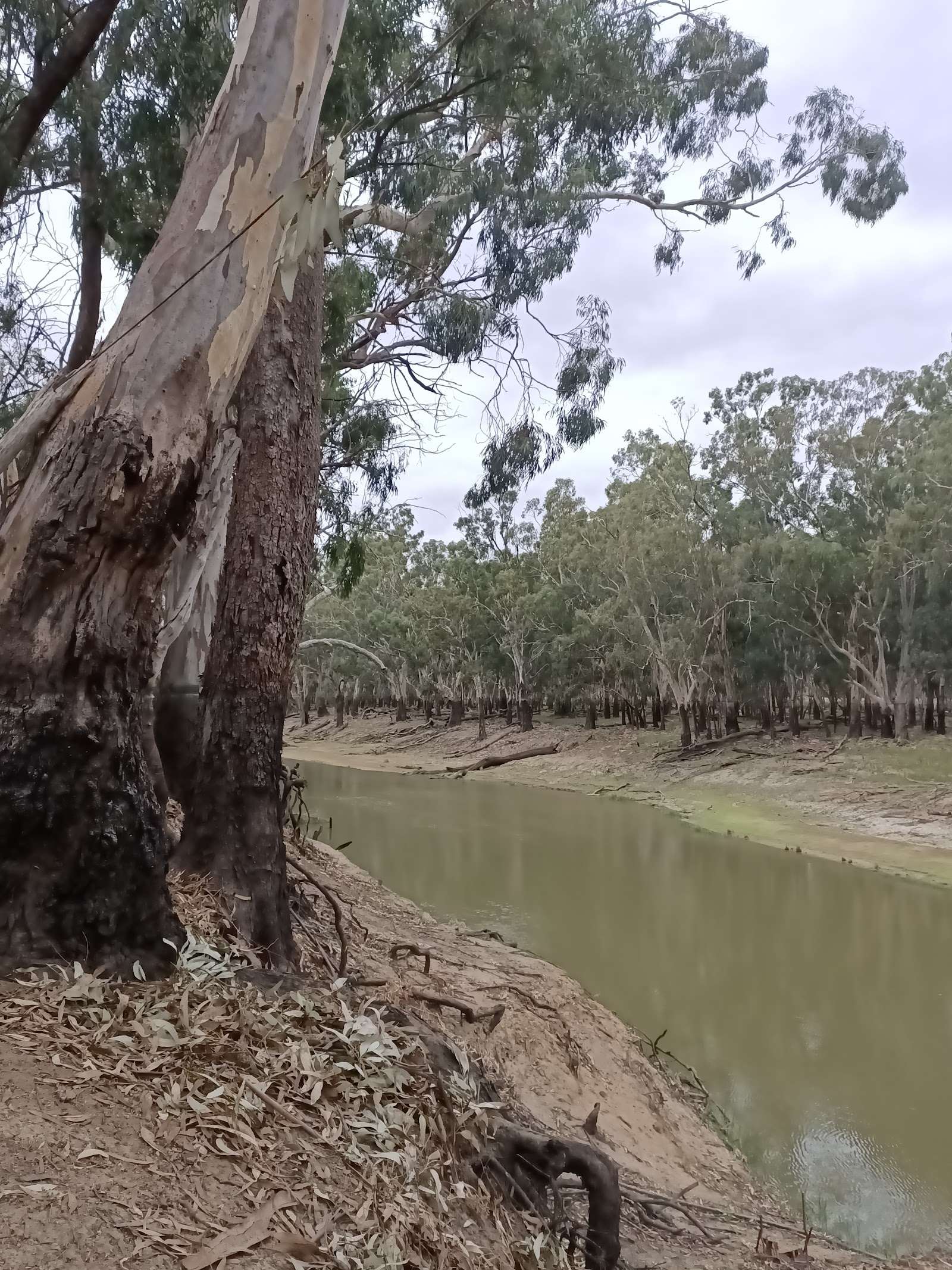 Wakool River 2
