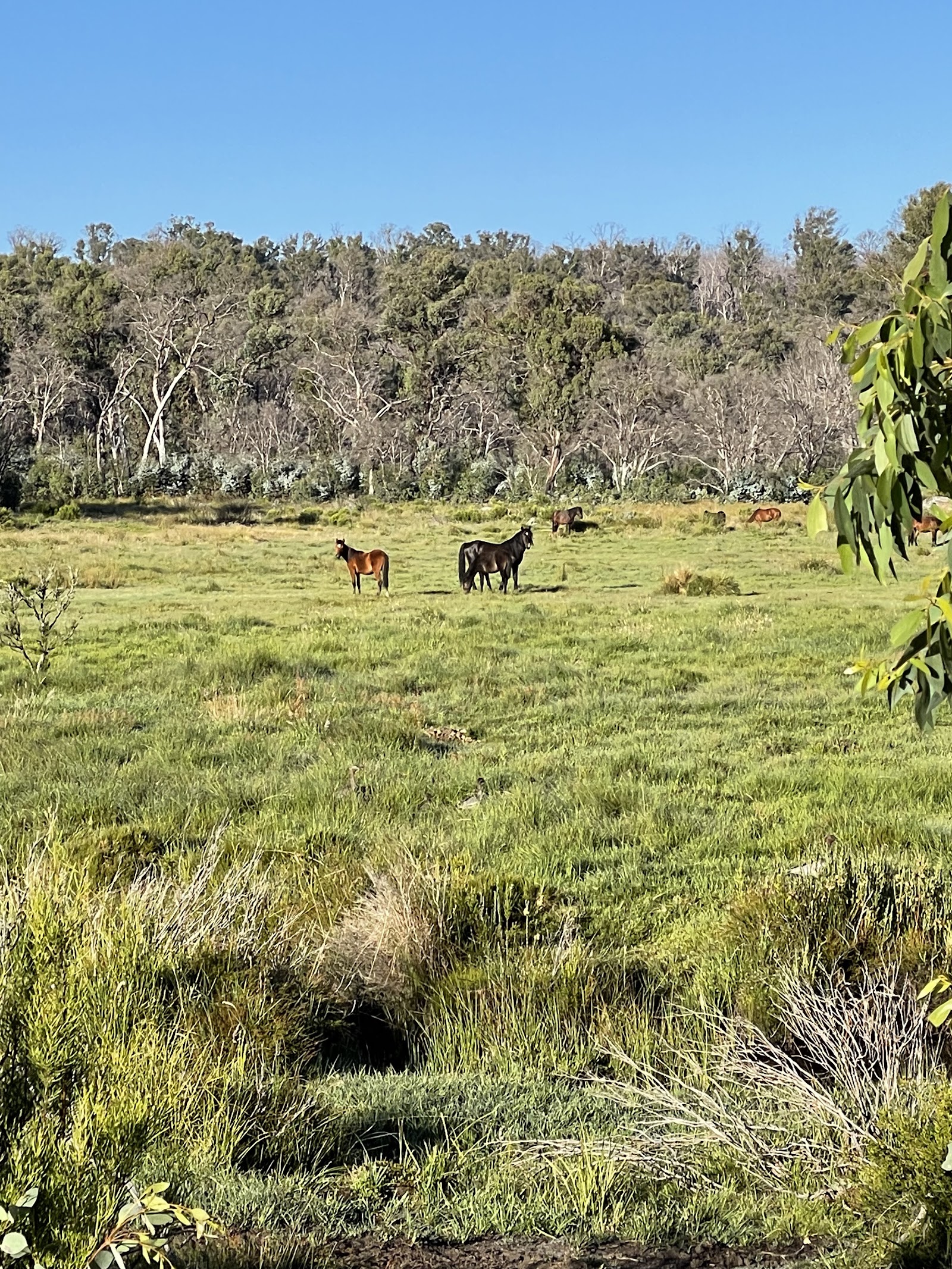 Paddys River Dam Day Use Area 2
