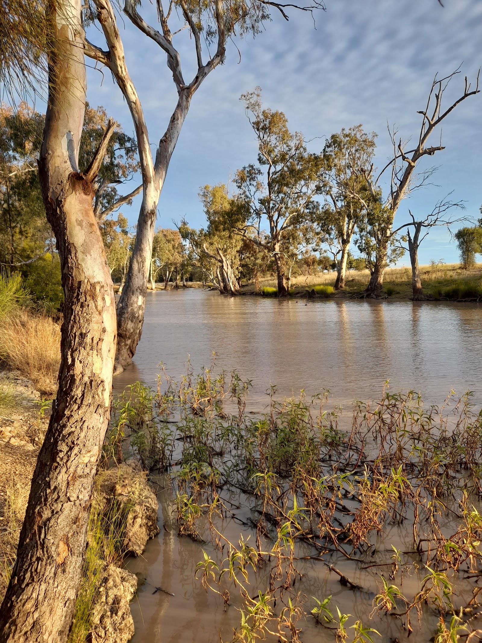 Brigalow Creek (North)  Camping Area / Meandarra Powered Camping Area 3