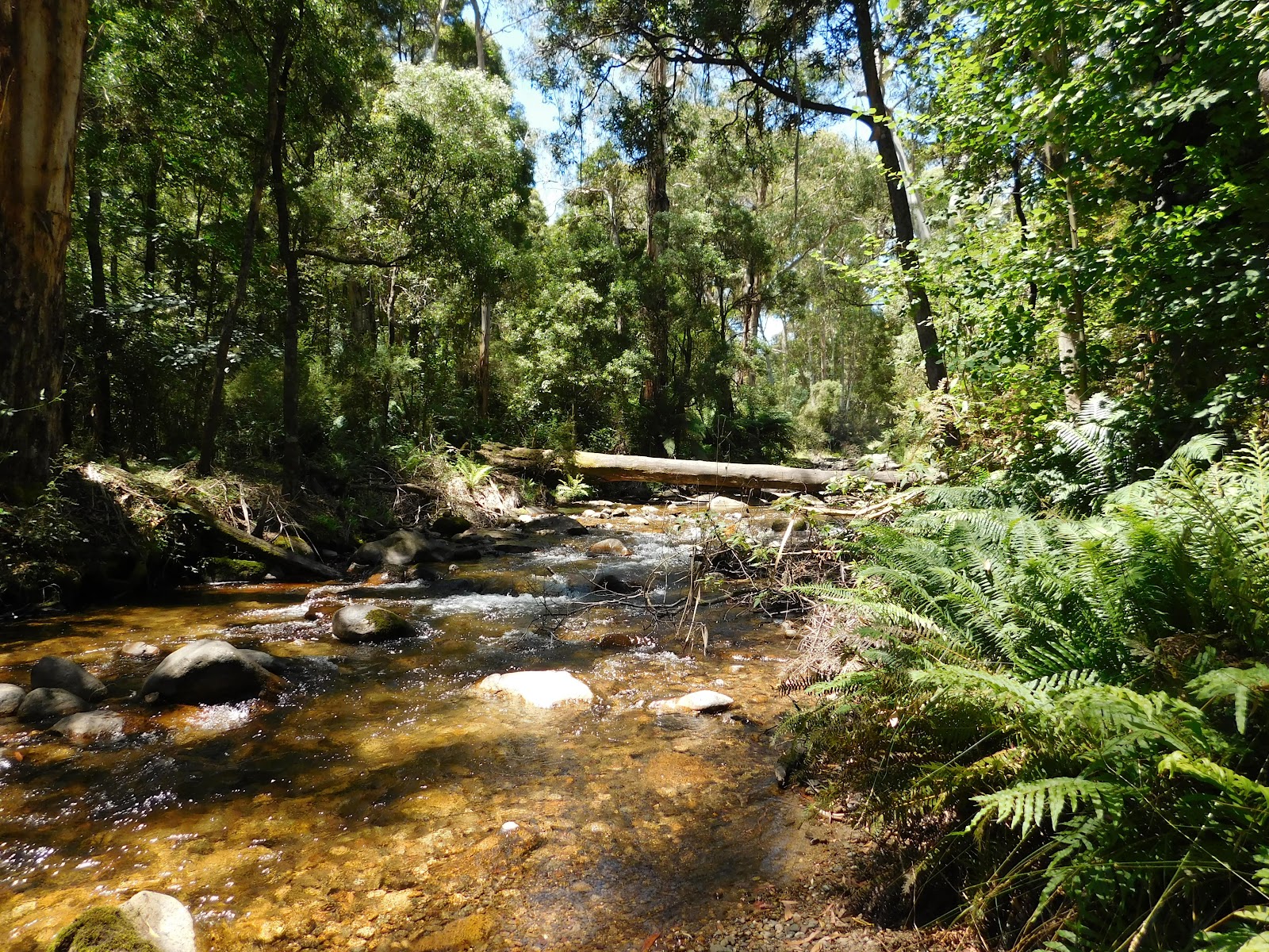 Mirimbah Park 5