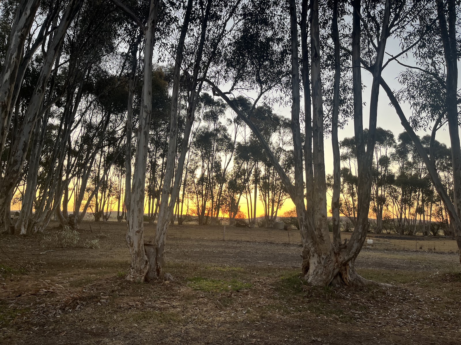 Hallett Oval 3