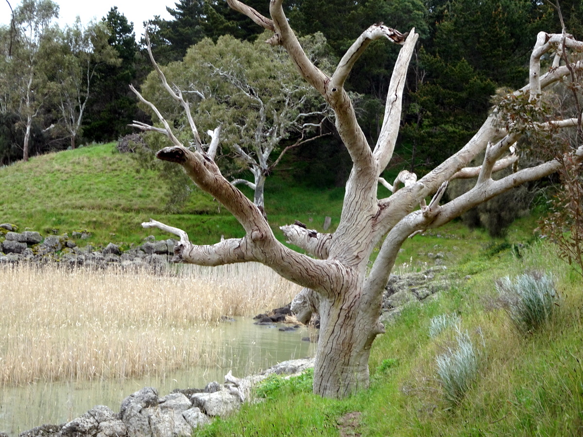 Lake Burrumbeet 4