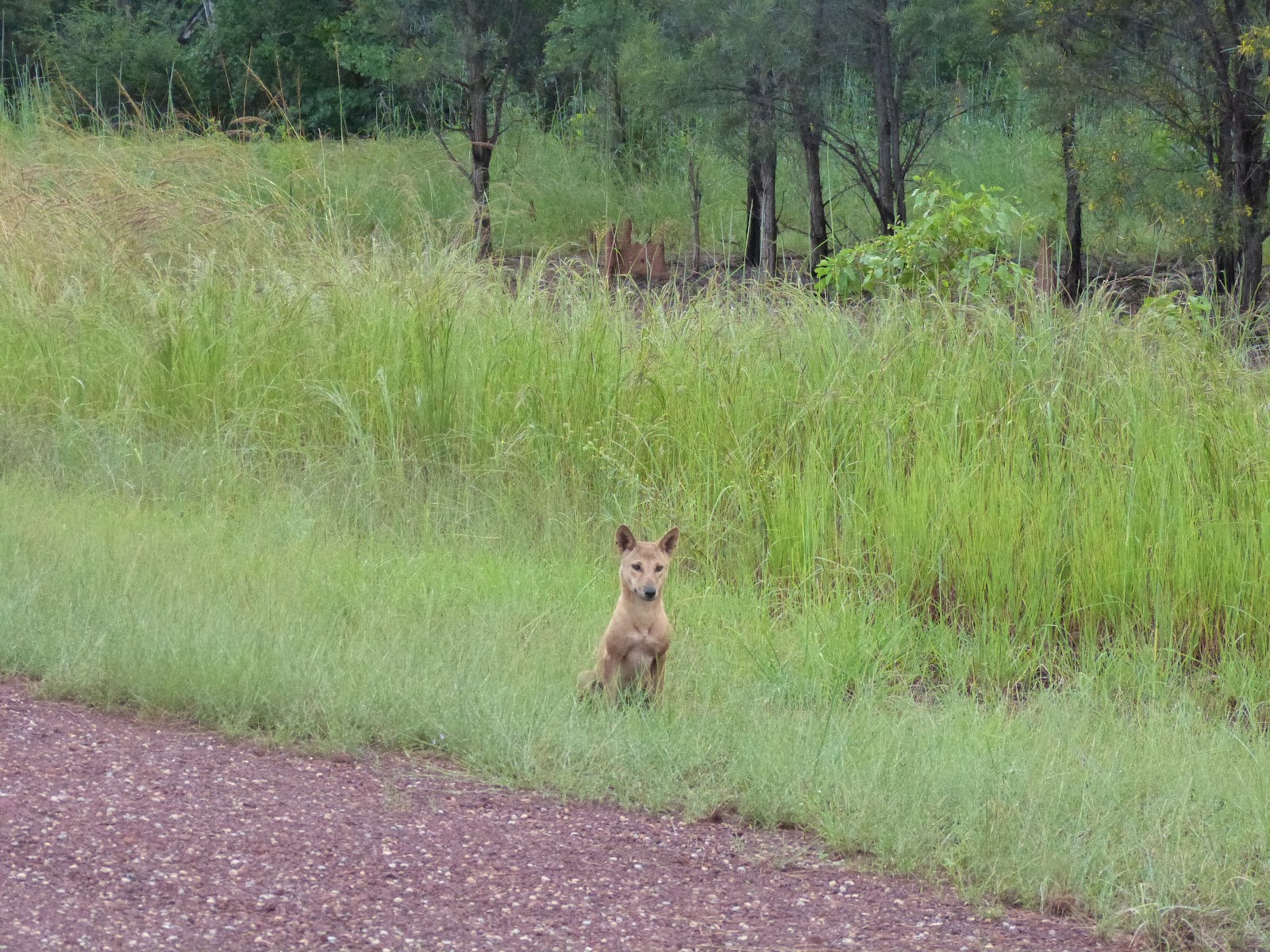 Bullwaddy Conservation Reserve 2