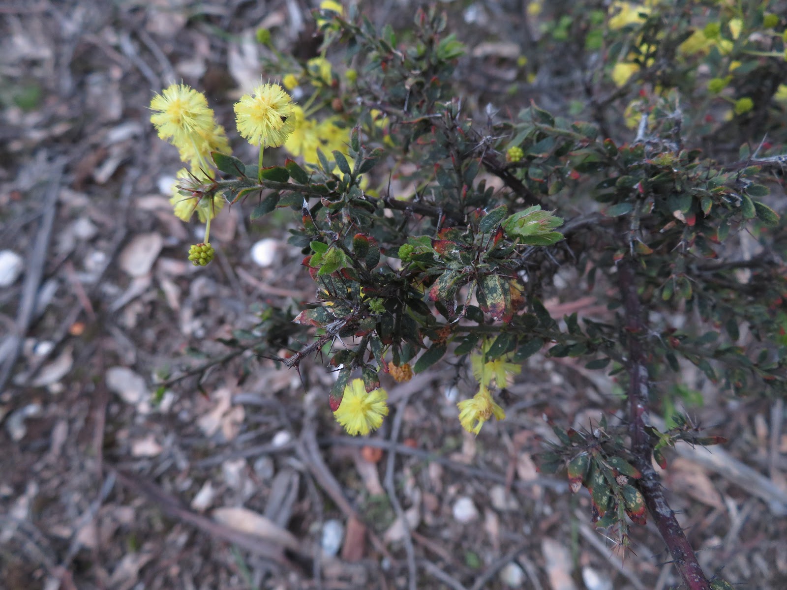 Paddys Ranges State Park 2