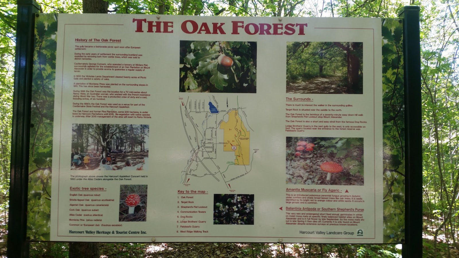 The Oak Forest 2