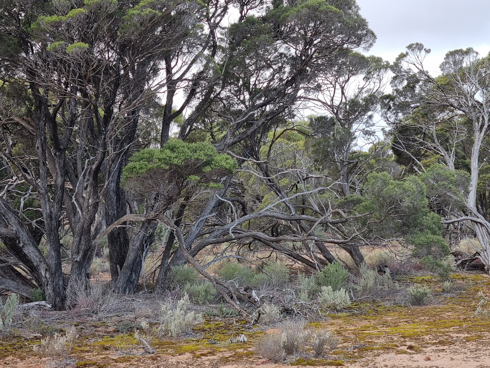 Laura Bay Conservation Park 2
