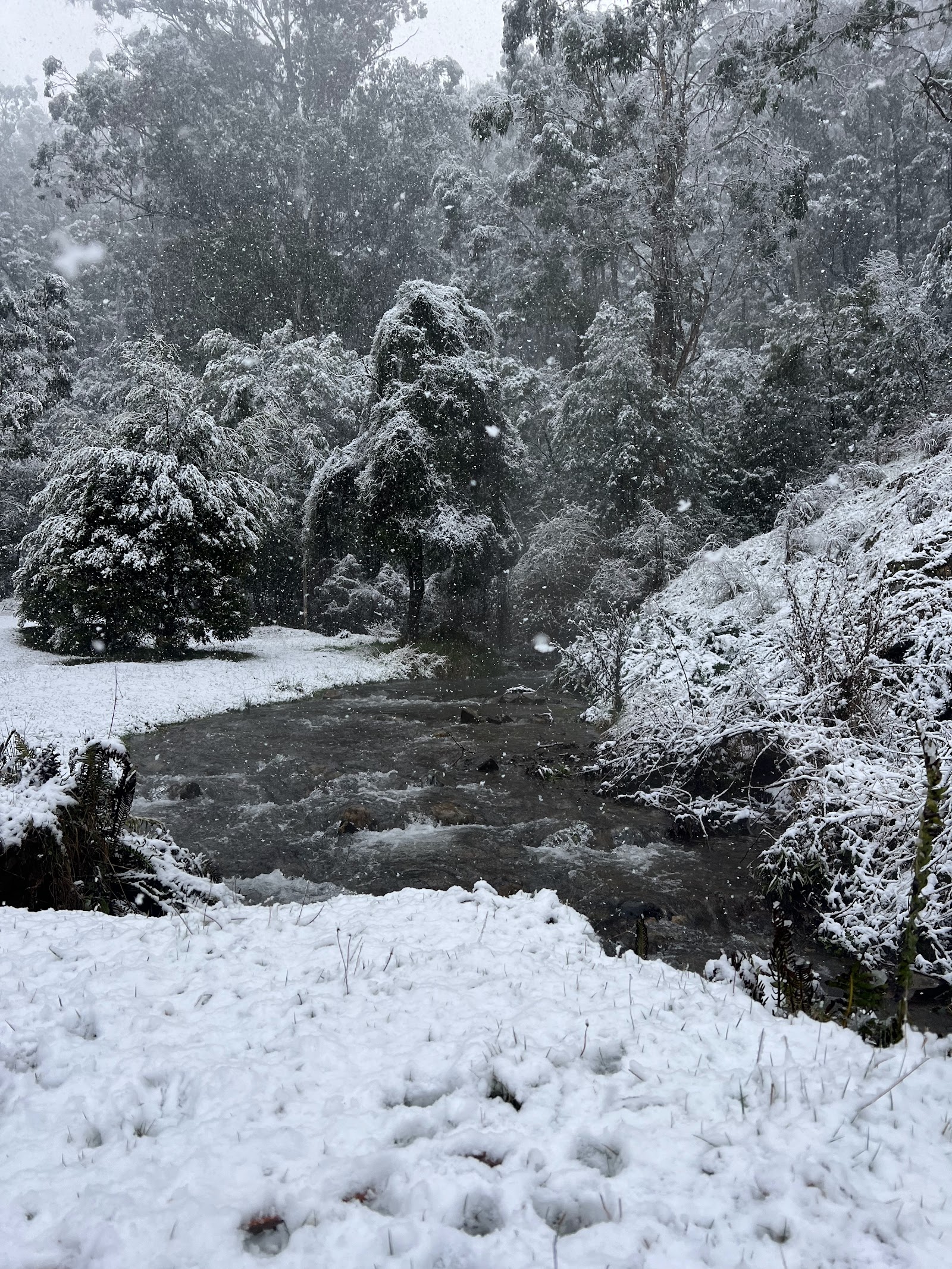 Gaffney's Creek Recreation Reserve 6