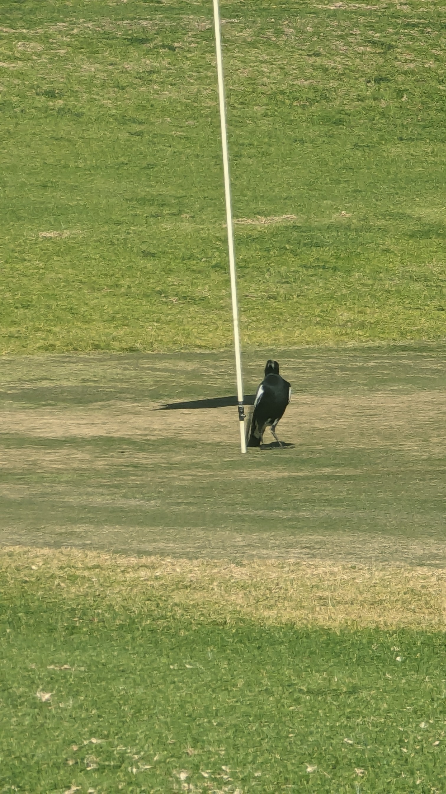 Junee Golf Club 3