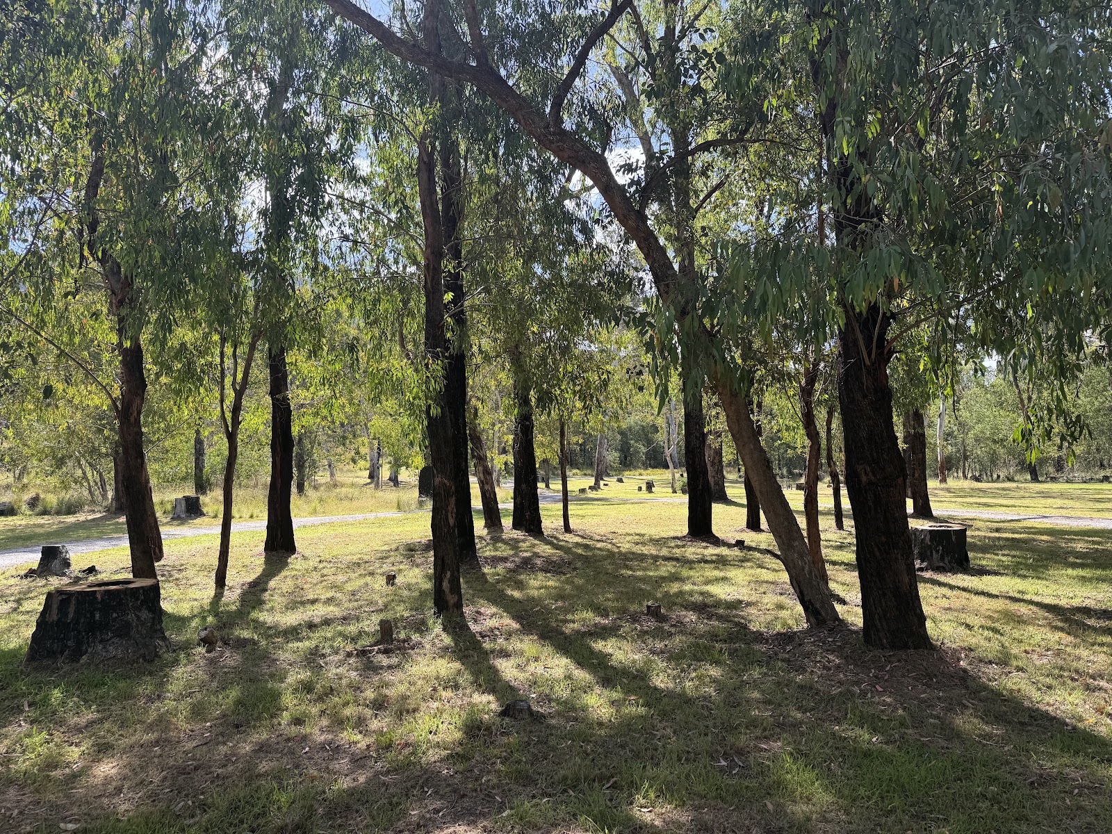 Timbarra Central Campground 3