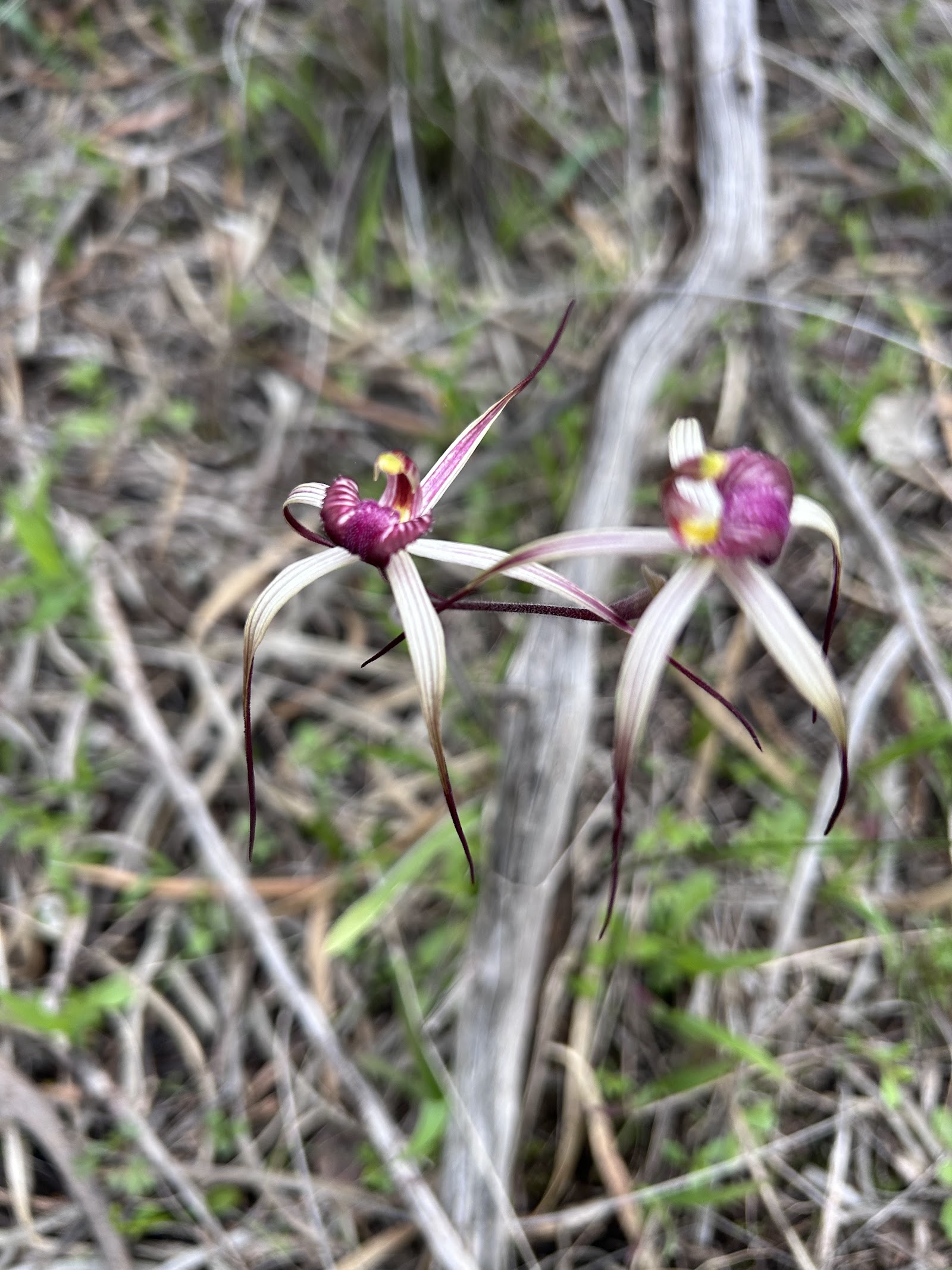 Talgomine Reserve 2