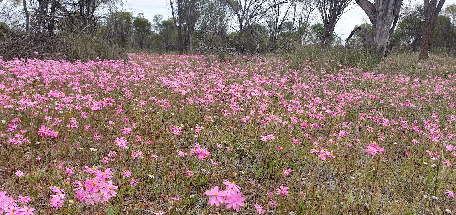 Talgomine Reserve 3