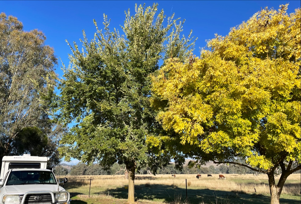Whorouly Recreation Reserve Playground 2