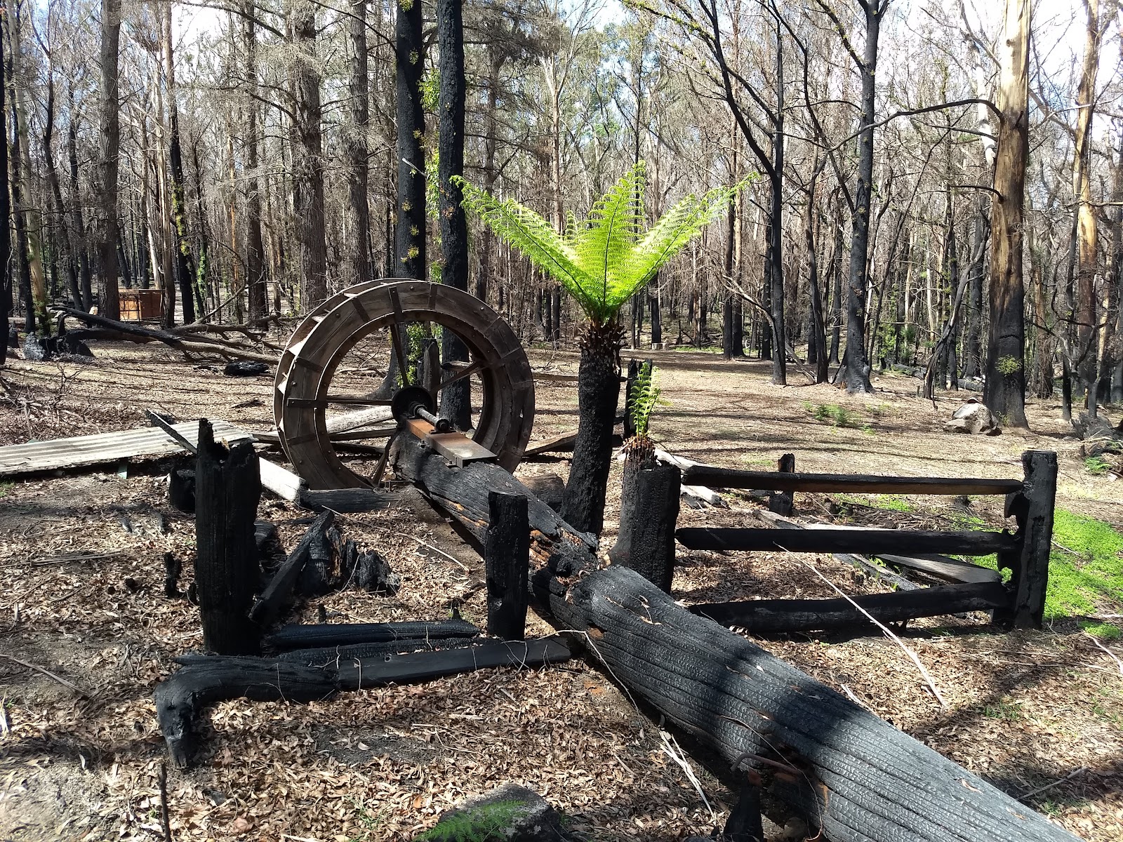 Lowden Forest Park Camping Area 4